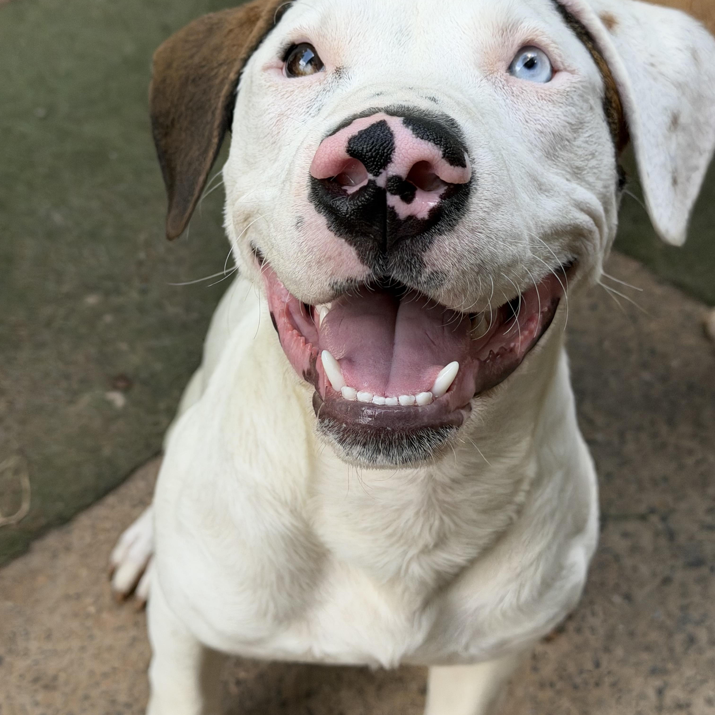 Tonka, a ADOPTABLE mixed breed in Charlotte, NC image 4/6