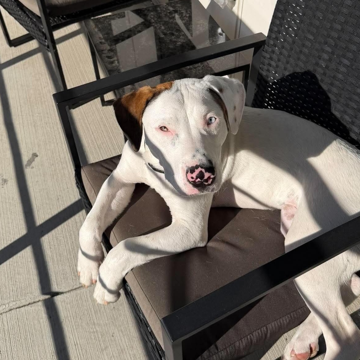 Enlarge Tonka, a Adoptable mixed breed in Charlotte, NC image 6/6