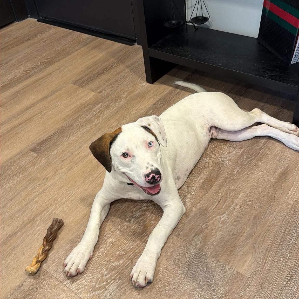 Enlarge Tonka, a Adoptable mixed breed in Charlotte, NC image 5/6
