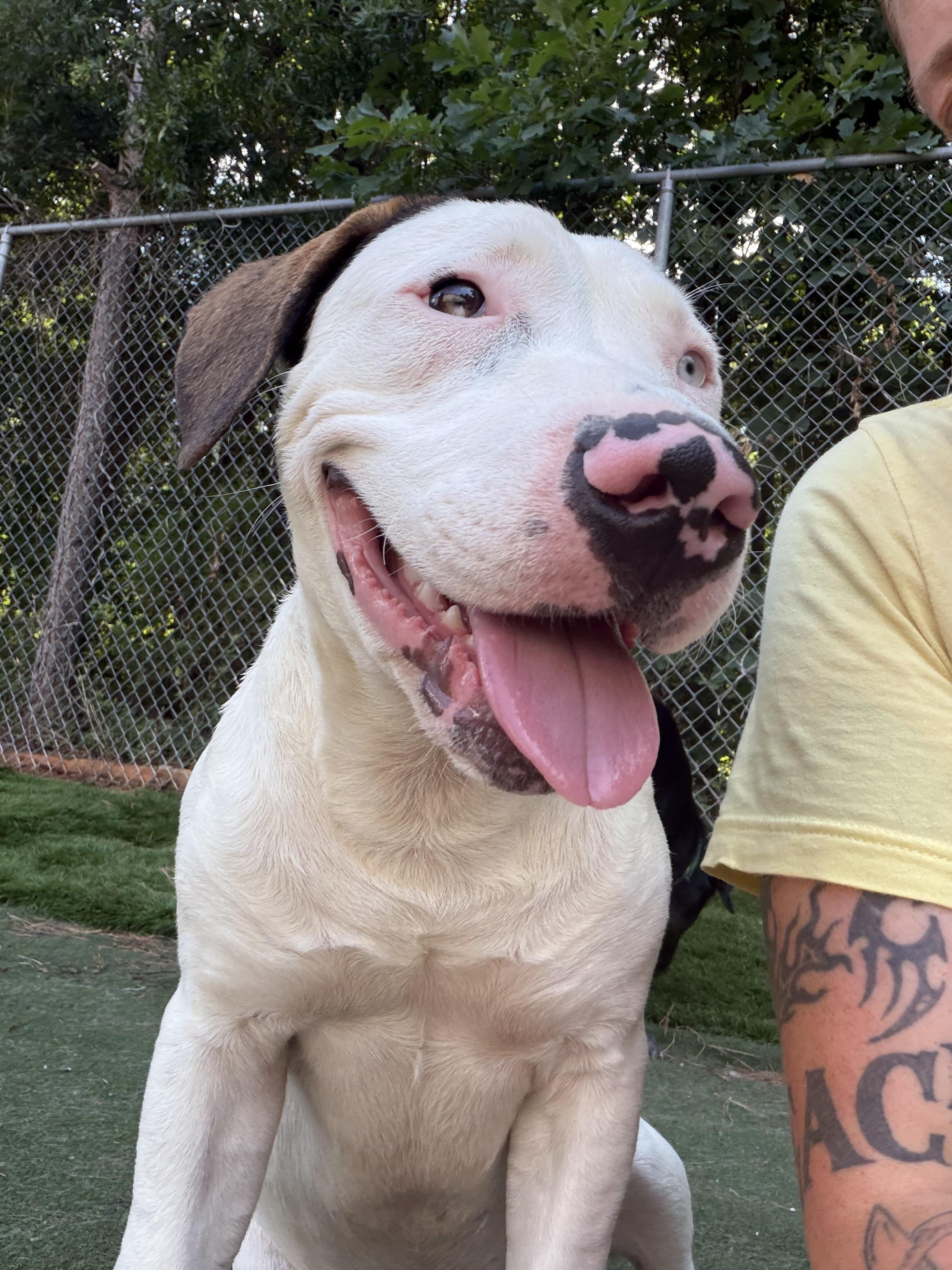 Tonka, a ADOPTABLE mixed breed in Charlotte, NC image 3/6