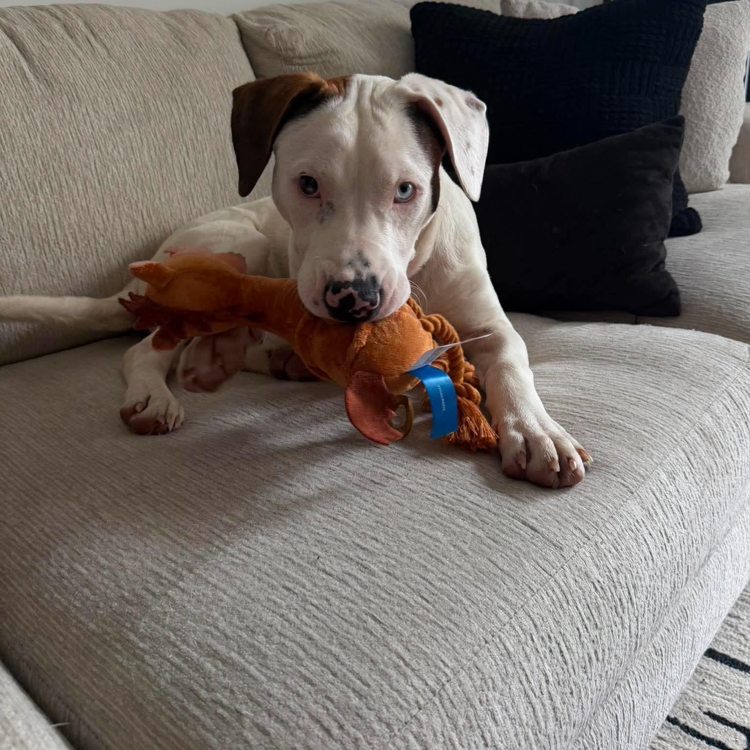 Tonka, ADOPTABLE, Puppy Male Catahoula Leopard Dog.