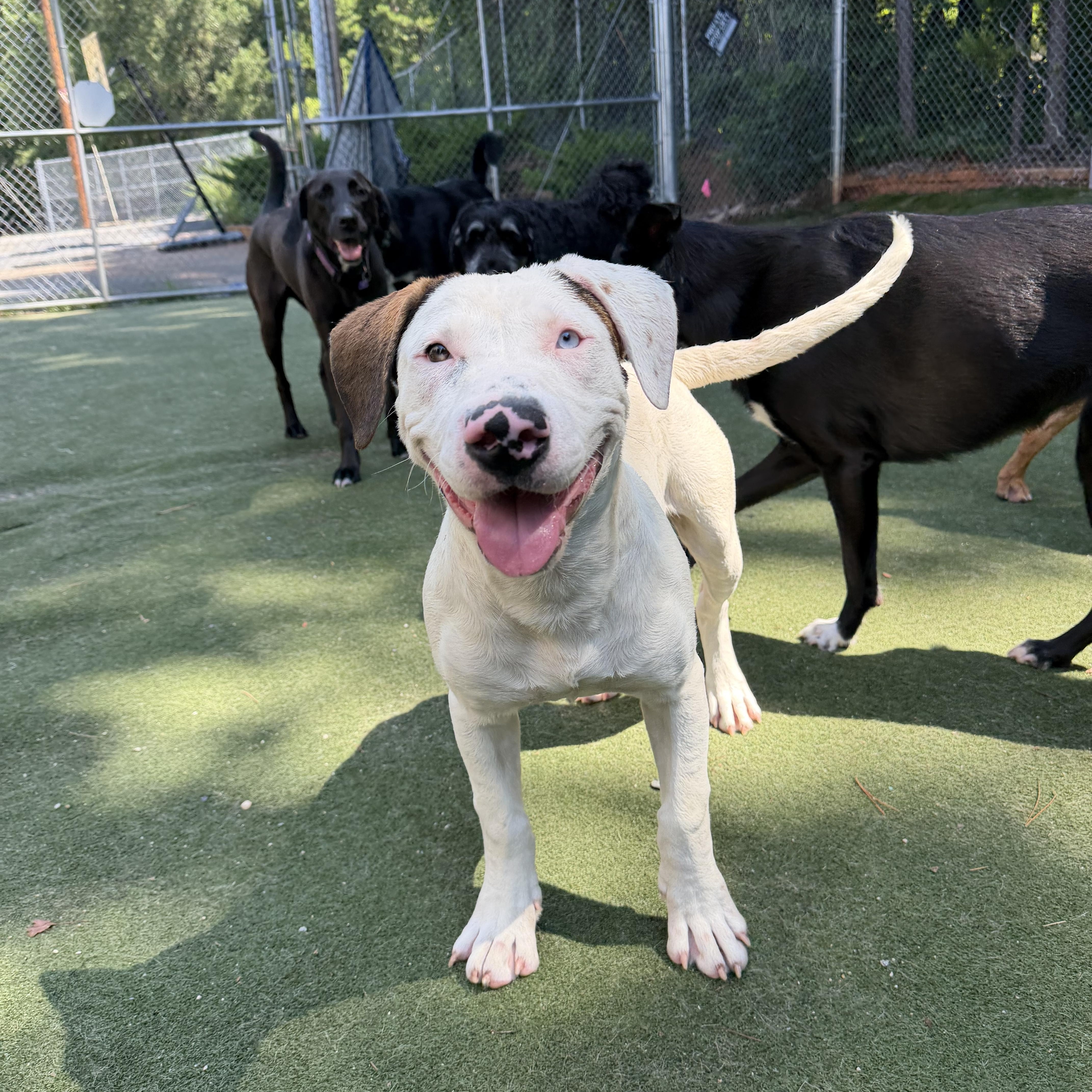 Tonka, a ADOPTABLE mixed breed in Charlotte, NC image 2/6