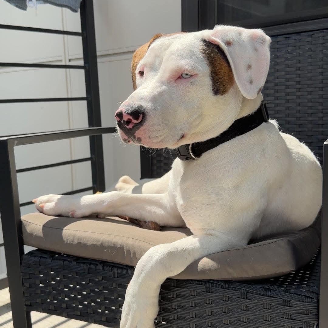 Enlarge Tonka, a Adoptable mixed breed in Charlotte, NC image 2/6