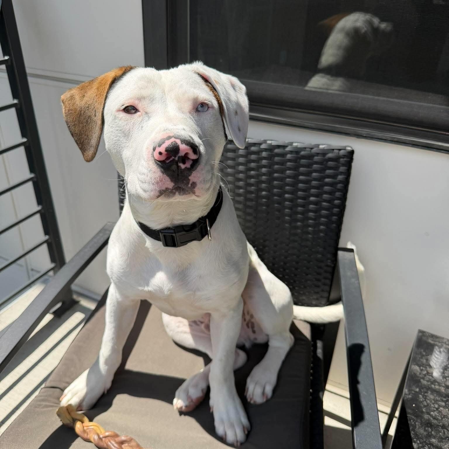 Tonka, Adoptable, Puppy Male Catahoula Leopard Dog.