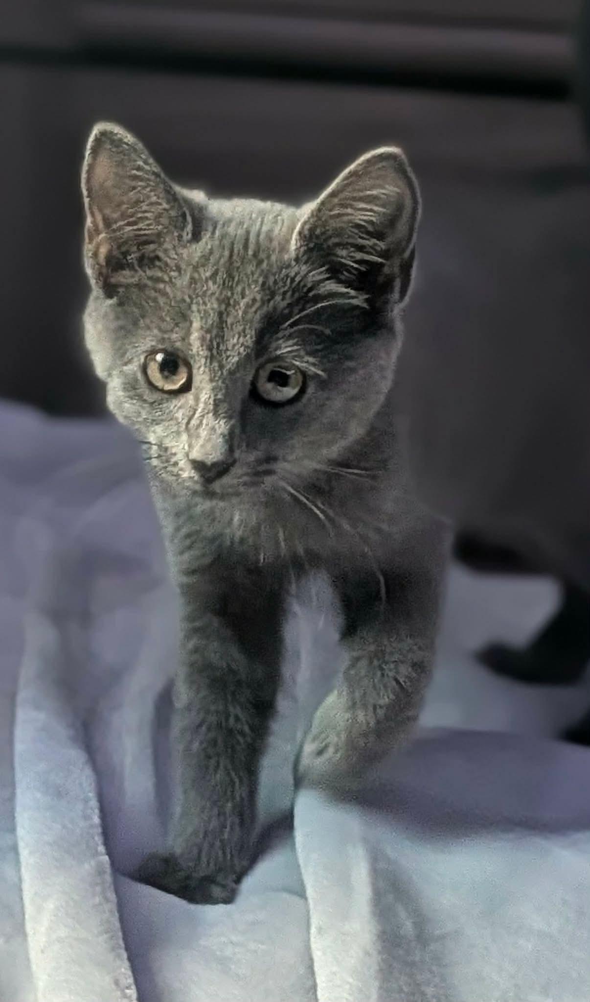 SAM, Adoptable, Kitten Male Domestic Short Hair.