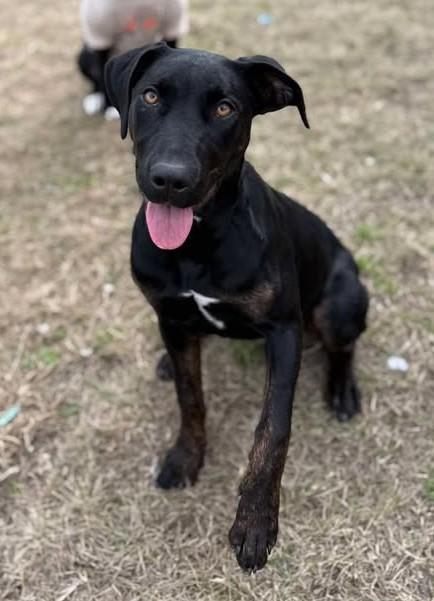 Enlarge Lola, a hold mixed breed in Lafayette, LA image 1/1