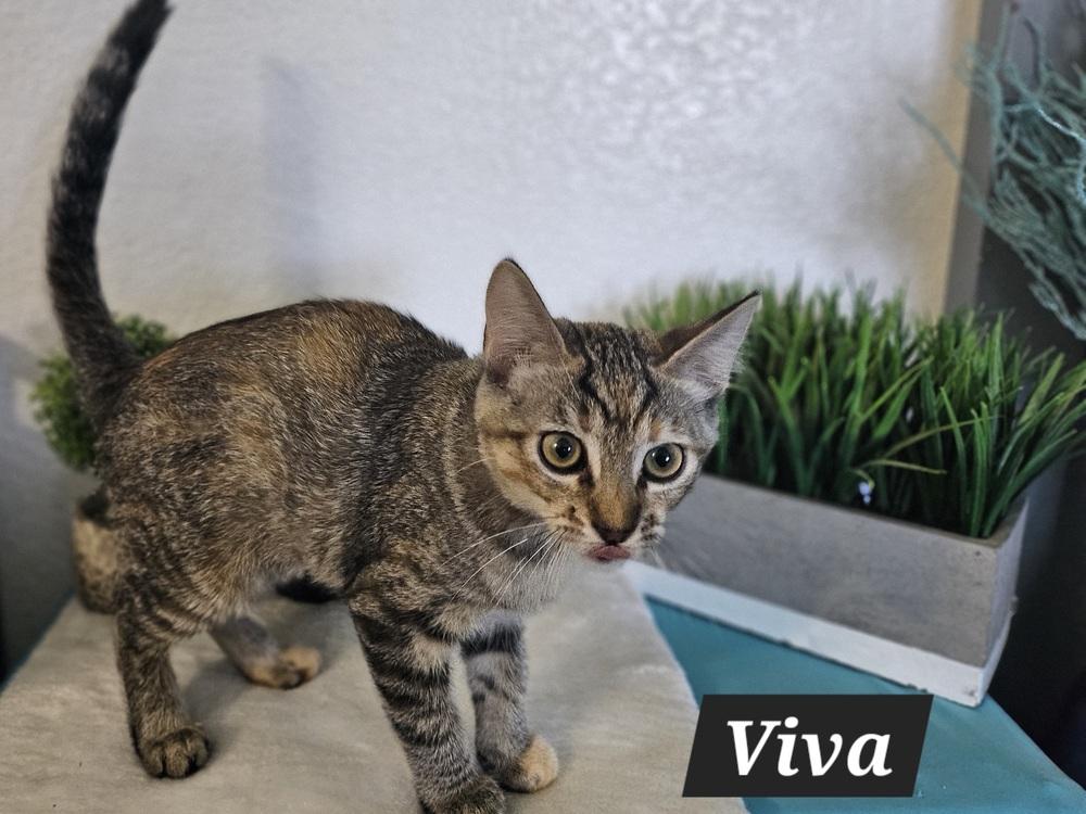 Viva, Adoptable, Young Female Tabby.