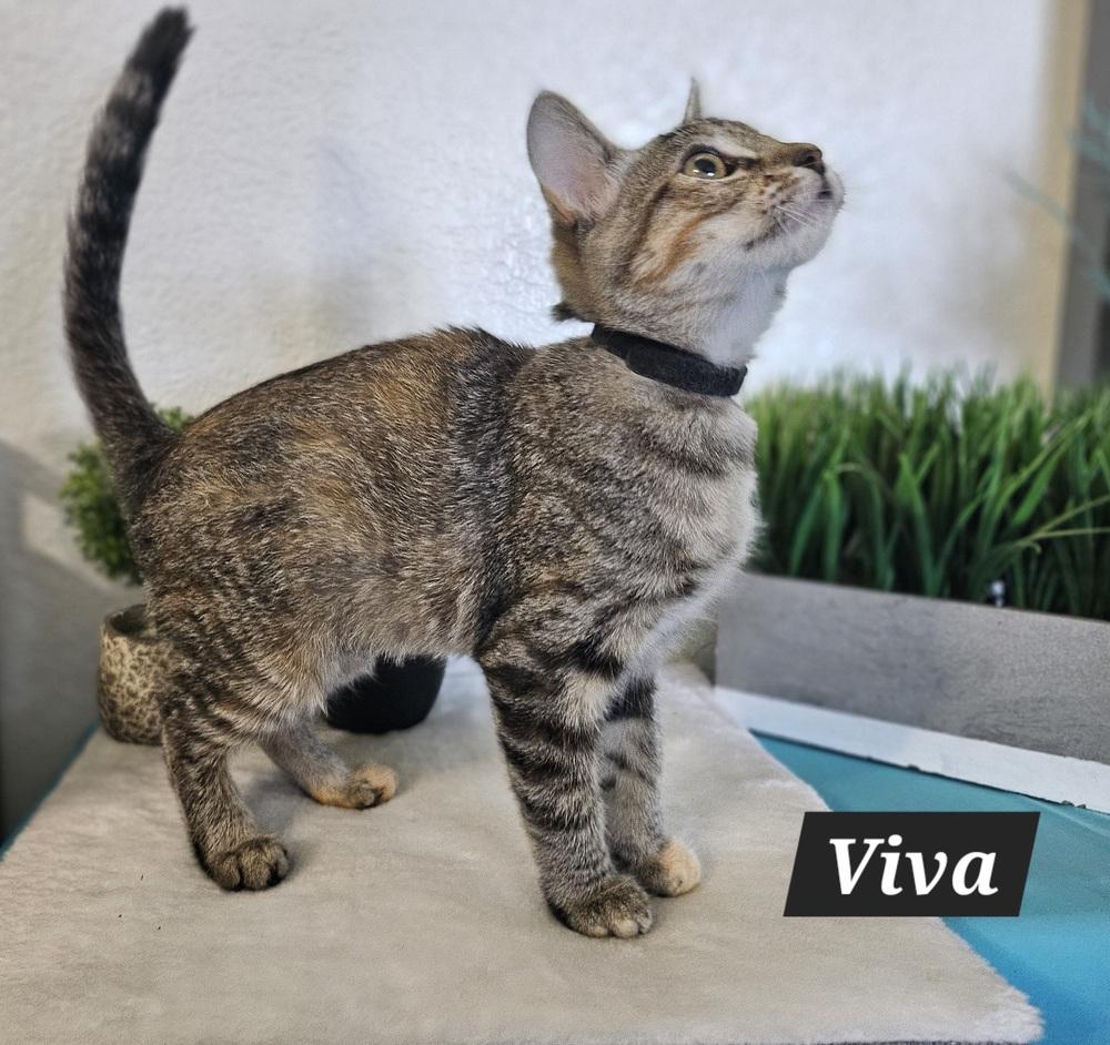 Enlarge Viva, a Adoptable mixed breed in Manteca, CA image 2/2