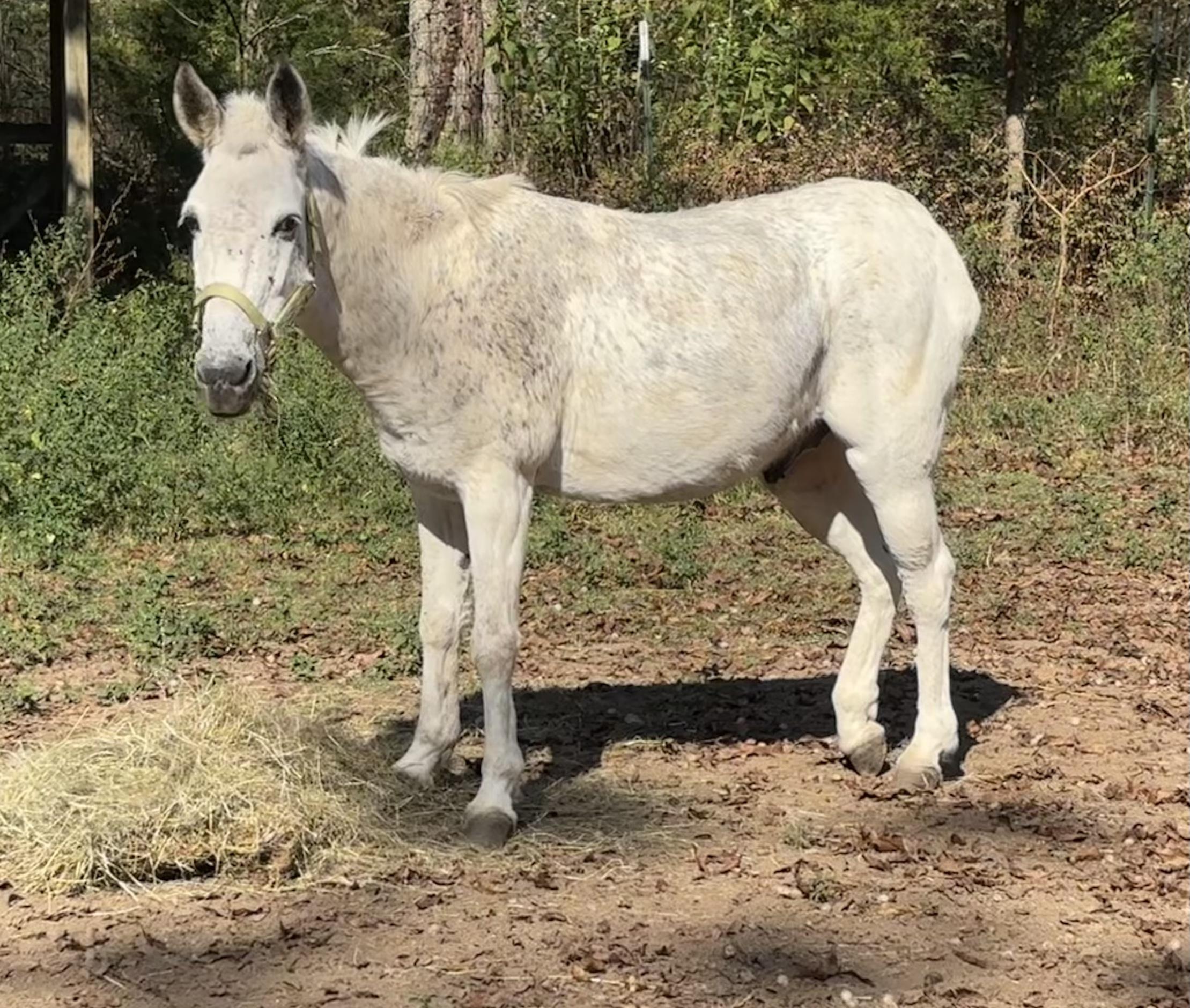 Gus, Adoptable, Adult Male Mule.