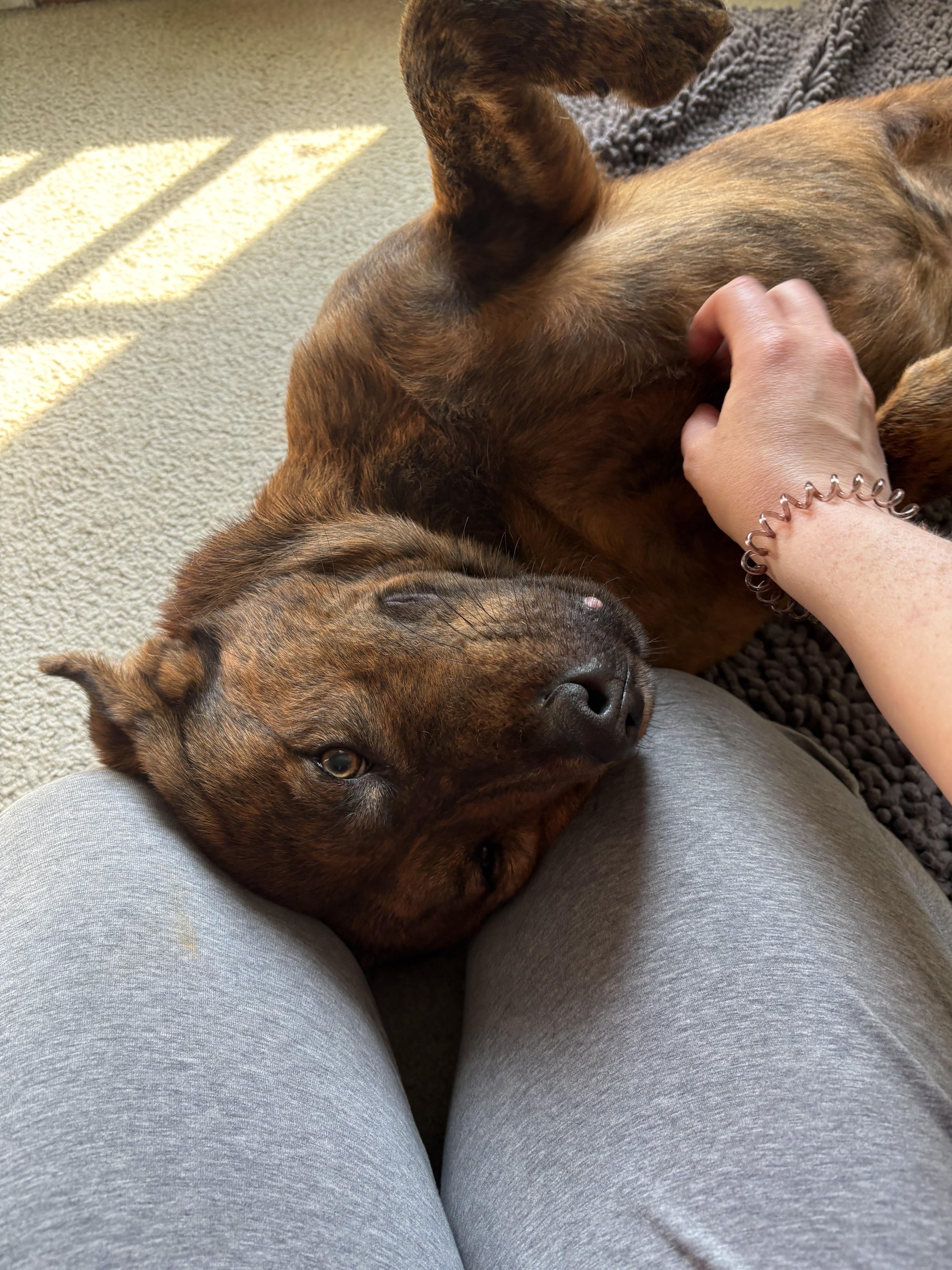 Echo, Adoptable, Adult Male German Shepherd Dog.