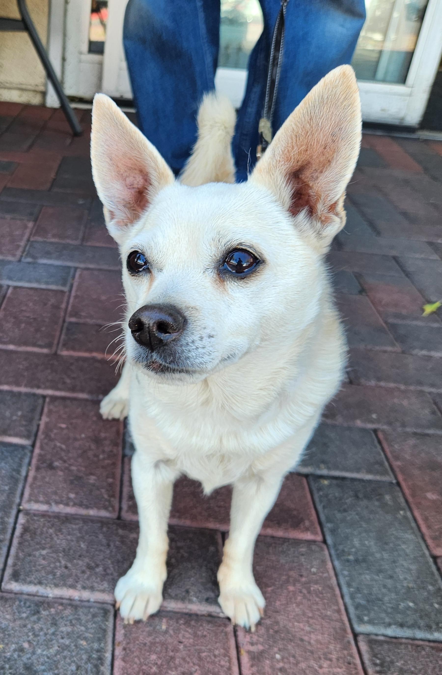 VAL, an adopted mixed breed in Las Vegas, NV image 1/4