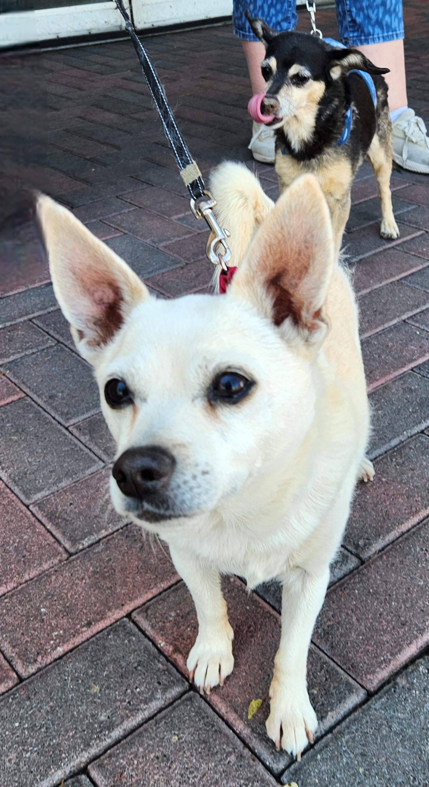 VAL, an adopted mixed breed in Las Vegas, NV image 4/4
