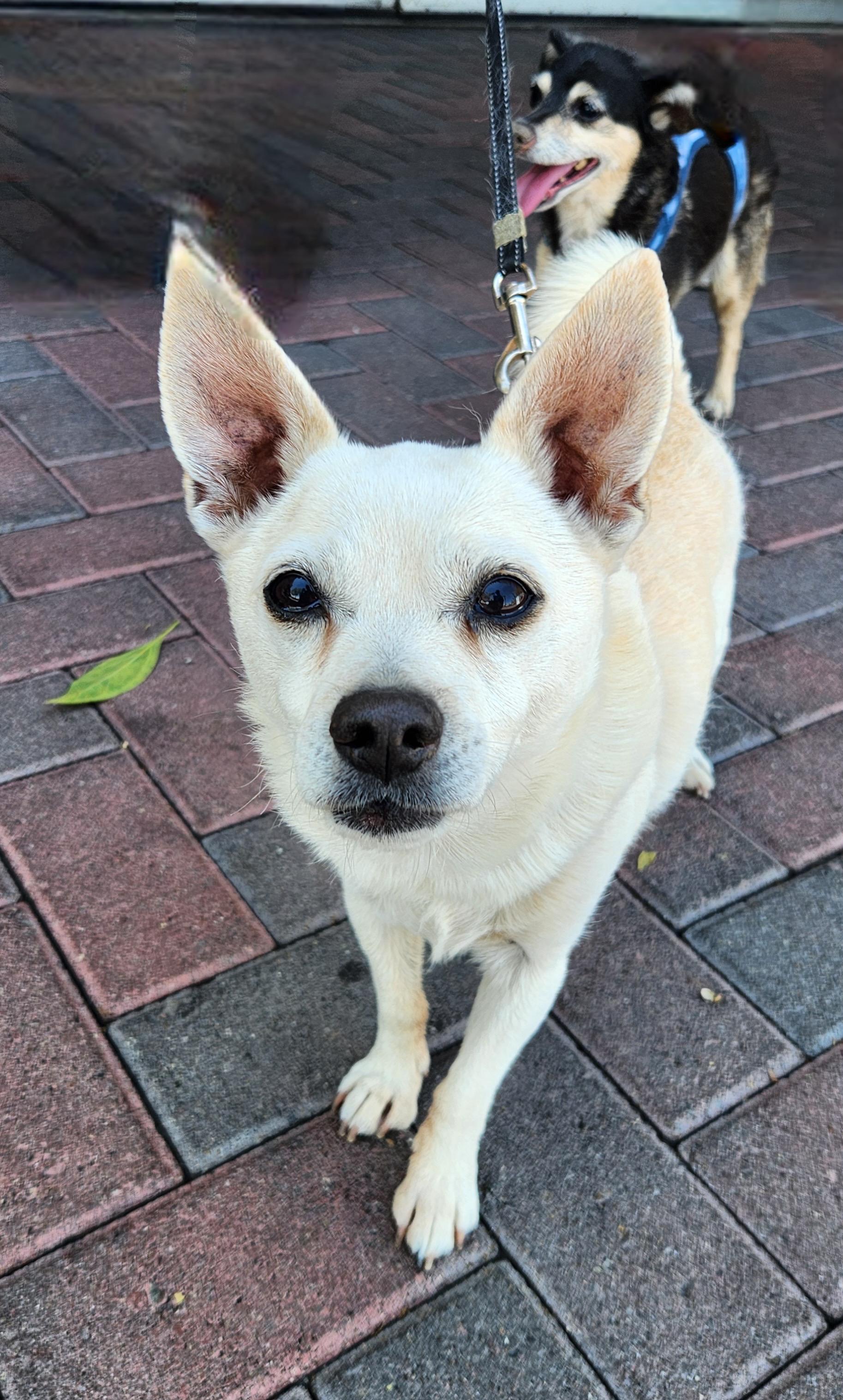 VAL, an adopted mixed breed in Las Vegas, NV image 2/4