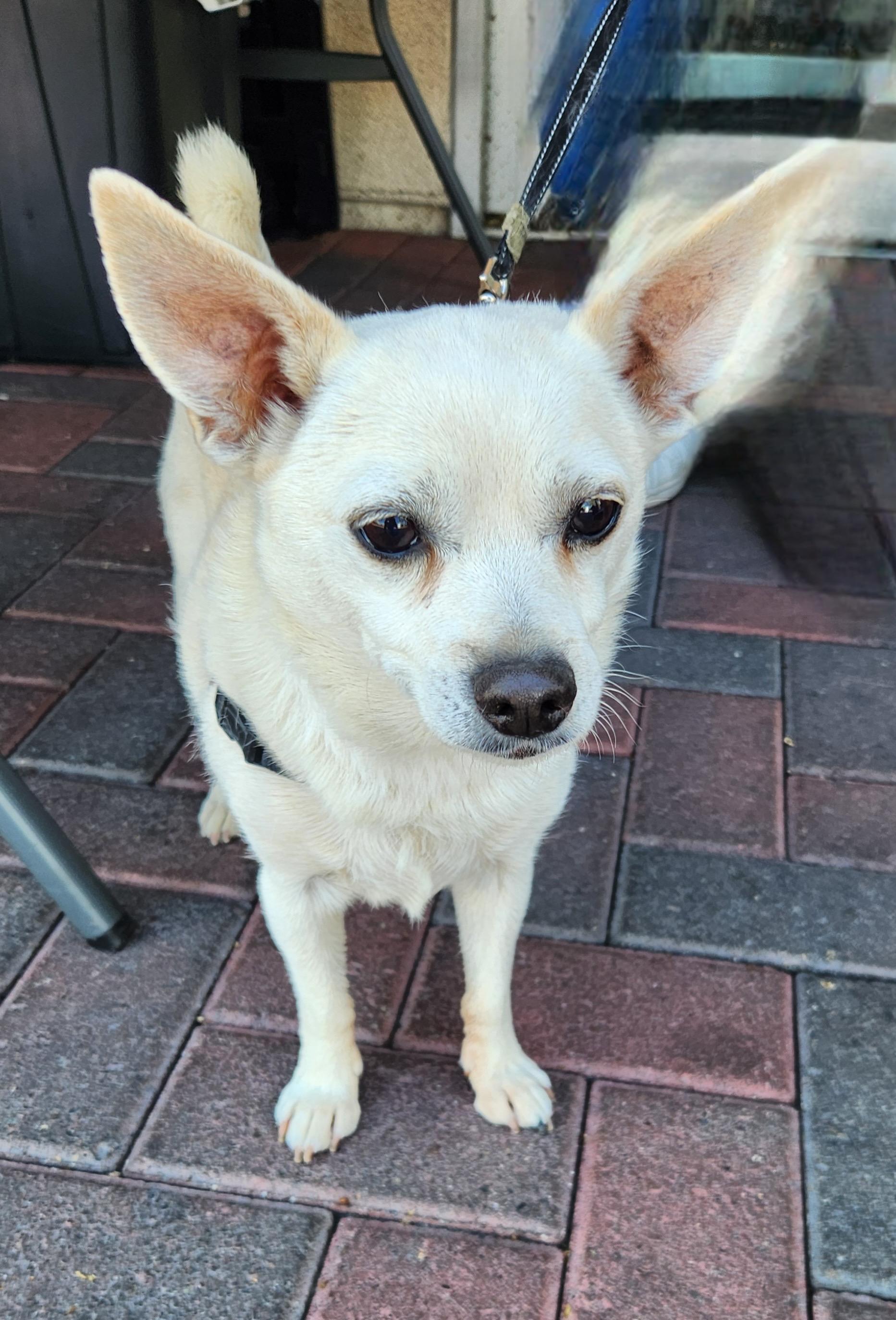 VAL, an adopted mixed breed in Las Vegas, NV image 3/4