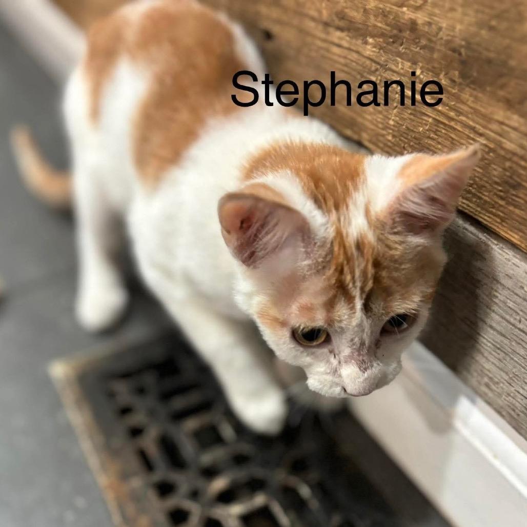 Enlarge Stephanie, a Adoptable Domestic Short Hair in Union, MO image 1/1
