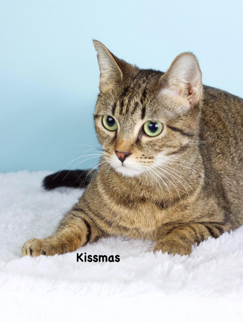 Kissmas, Adoptable, Young Female Domestic Short Hair.