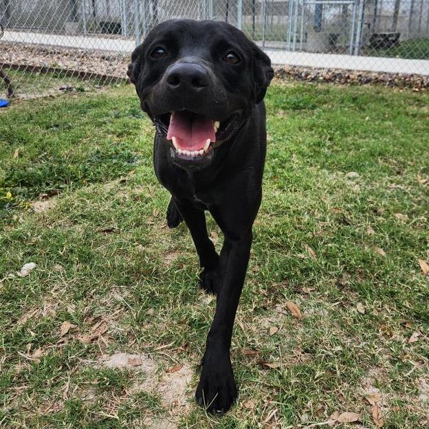 Heddy, Adoptable, Adult Female Black Labrador Retriever & Mixed Breed.