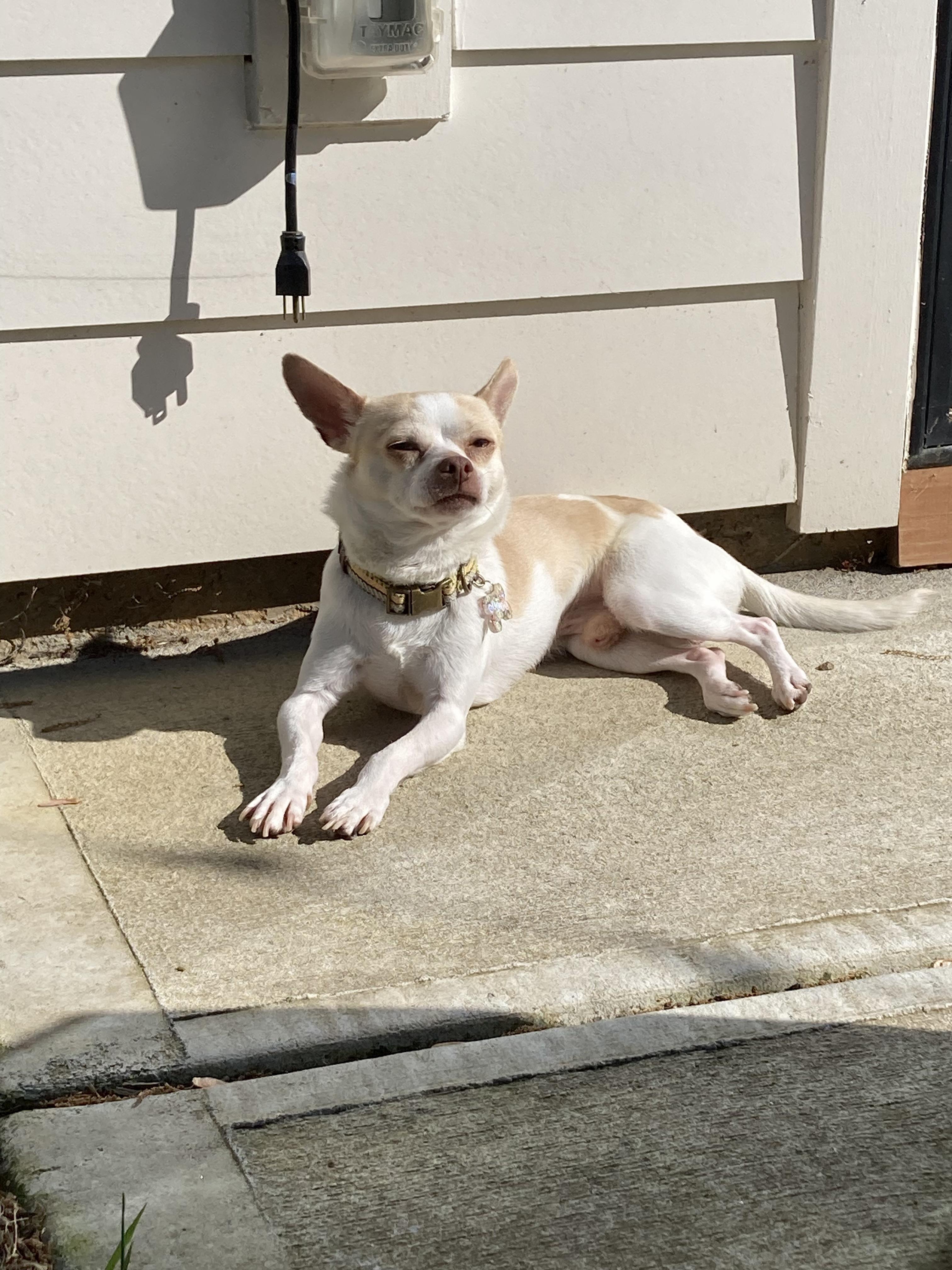 Enlarge Ollie *Courtesy Post*, a Adoptable Chihuahua in Durham, NC image 1/6