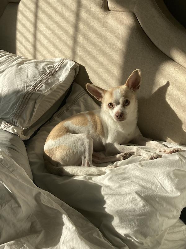 Enlarge Ollie *Courtesy Post*, a Adoptable Chihuahua in Durham, NC image 2/6