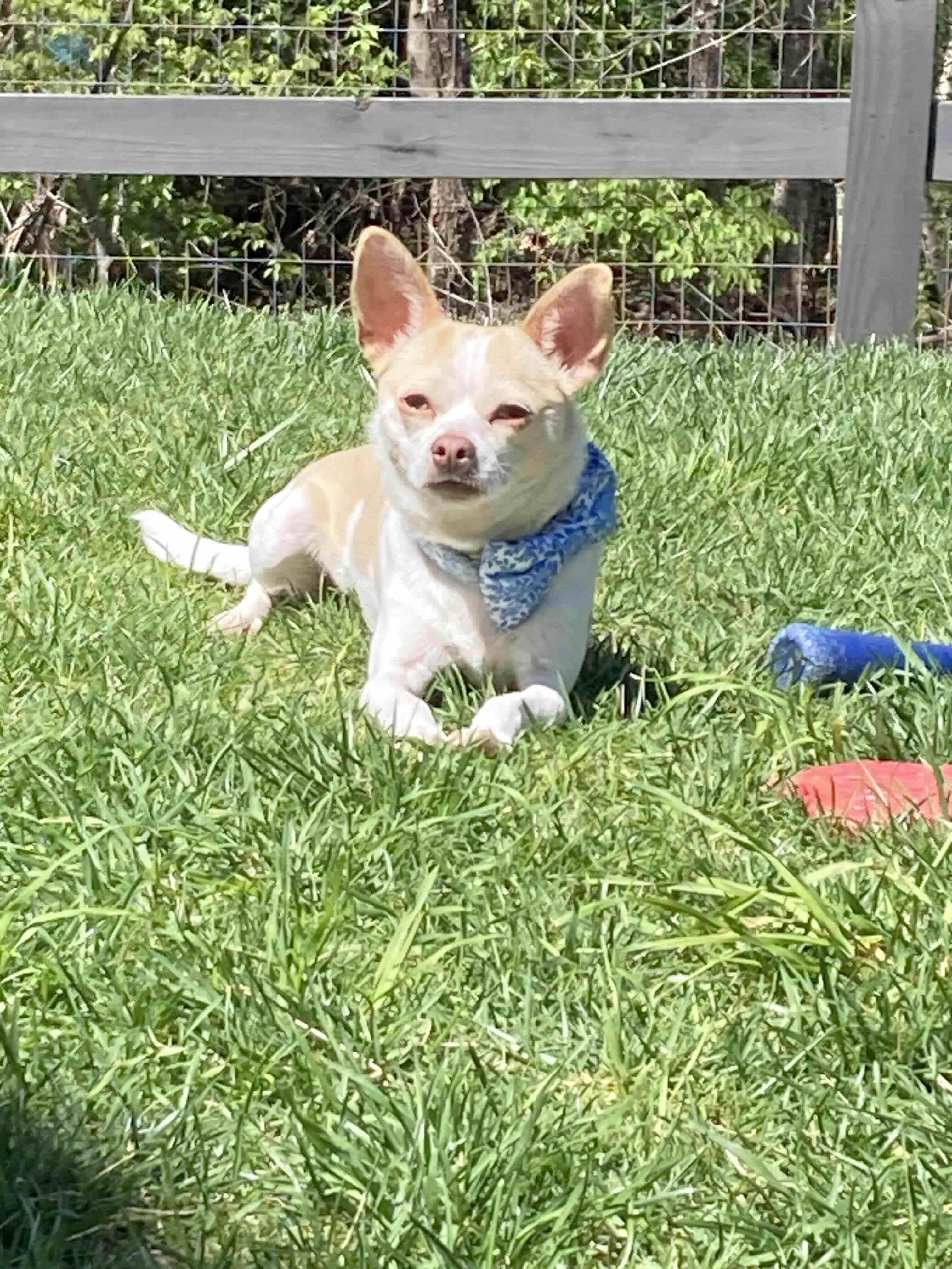 Enlarge Ollie *Courtesy Post*, a Adoptable Chihuahua in Durham, NC image 3/6