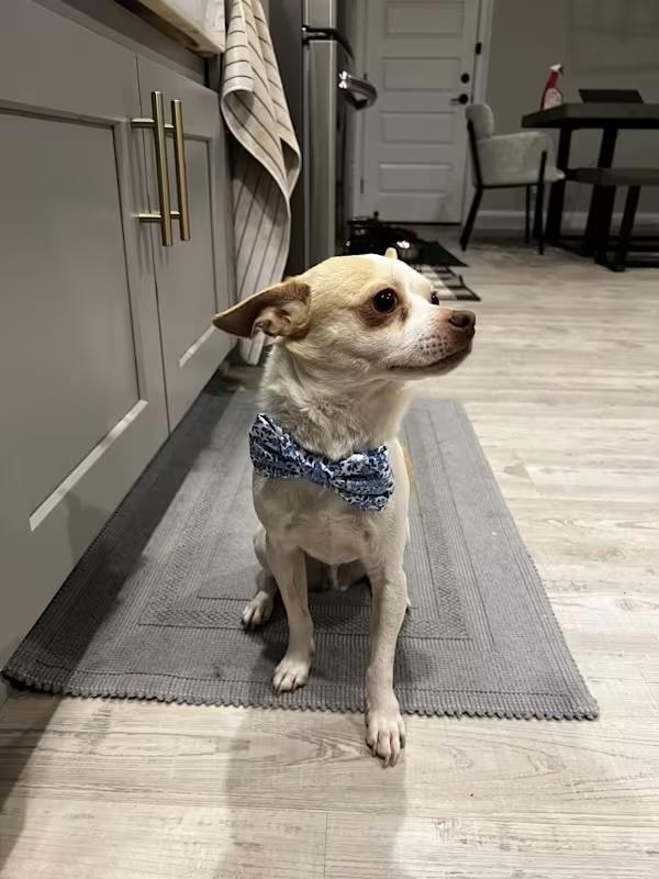 Enlarge Ollie *Courtesy Post*, a Adoptable Chihuahua in Durham, NC image 4/6