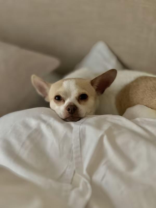 Enlarge Ollie *Courtesy Post*, a Adoptable Chihuahua in Durham, NC image 5/6