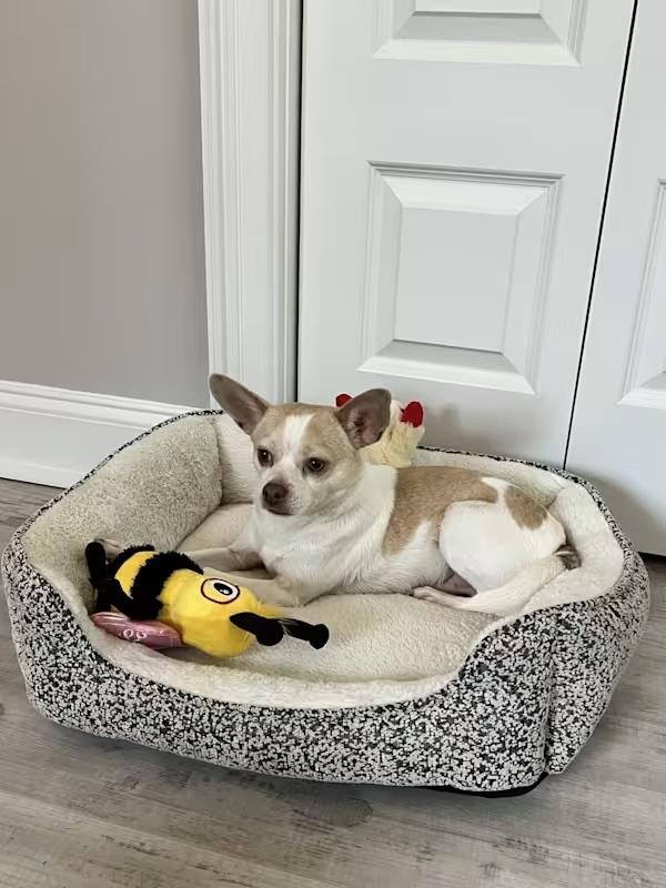 Enlarge Ollie *Courtesy Post*, a Adoptable Chihuahua in Durham, NC image 6/6
