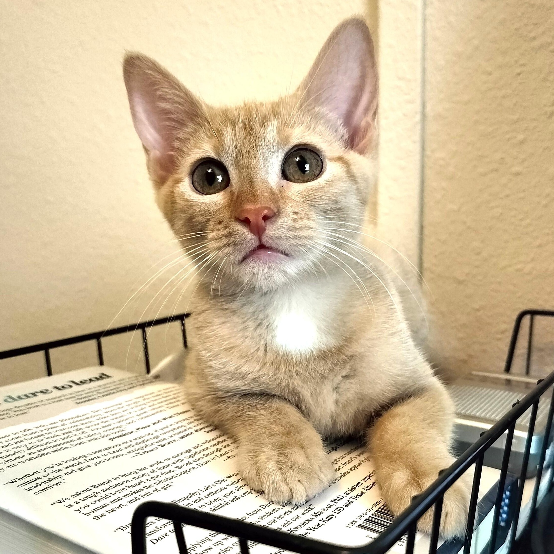 Thunder, Adoptable, Kitten Female Tabby.