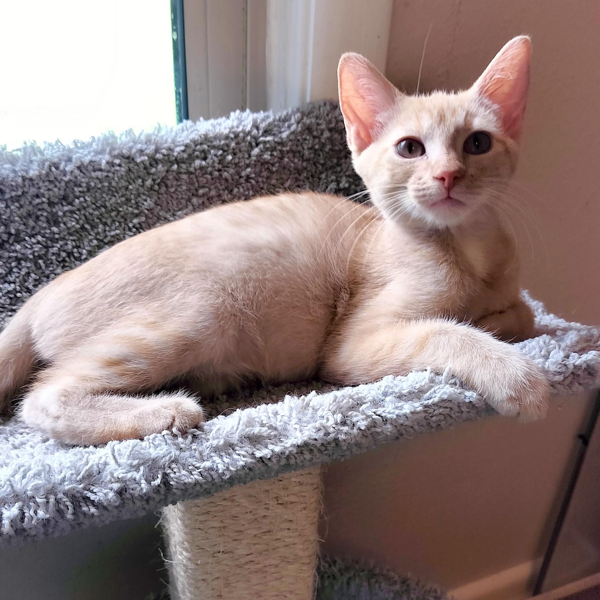 Thunder, a Adoptable Tabby in Sedalia, MO image 2/4