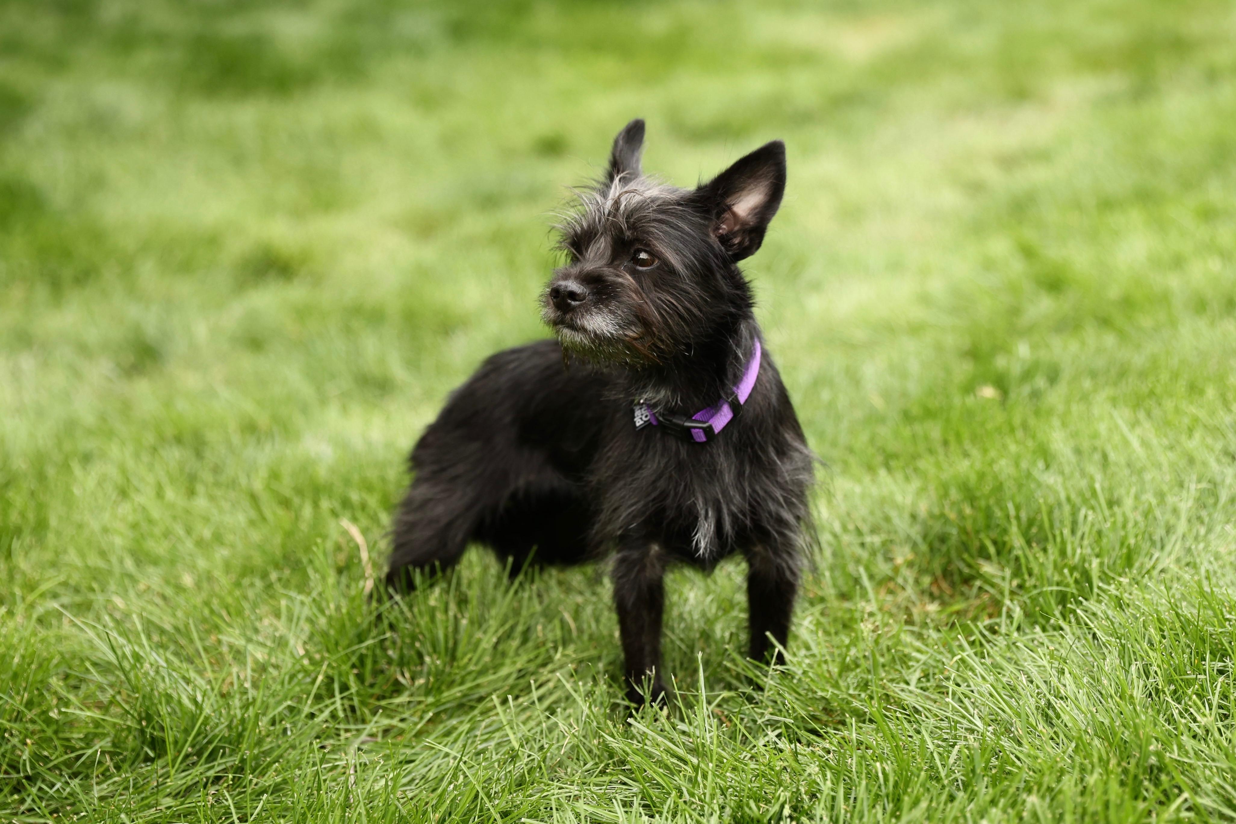 Enlarge Jemma, an adopted mixed breed in Gainesville, VA image 4/6