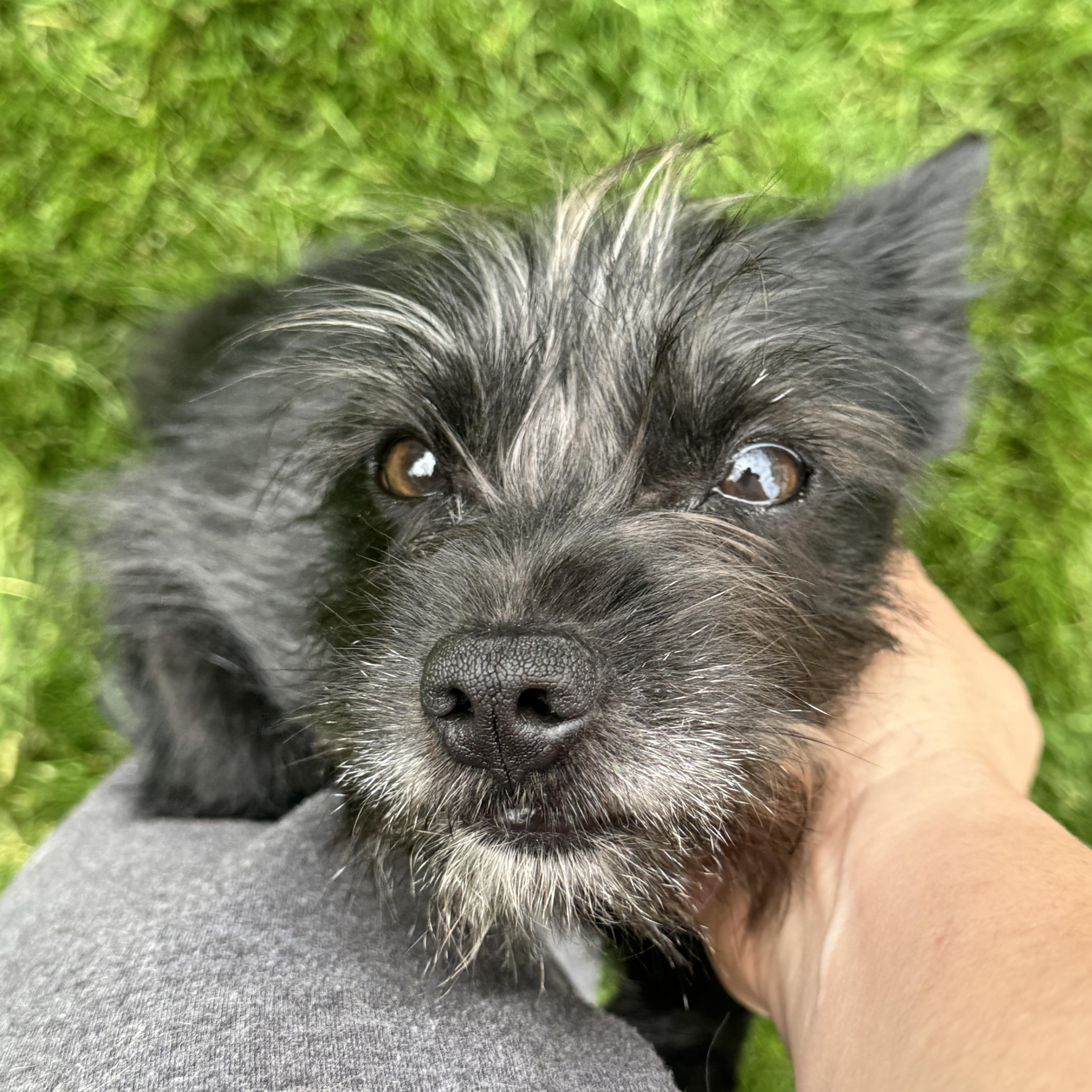 Jemma, adopted, Young Female Yorkshire Terrier & Schnauzer.