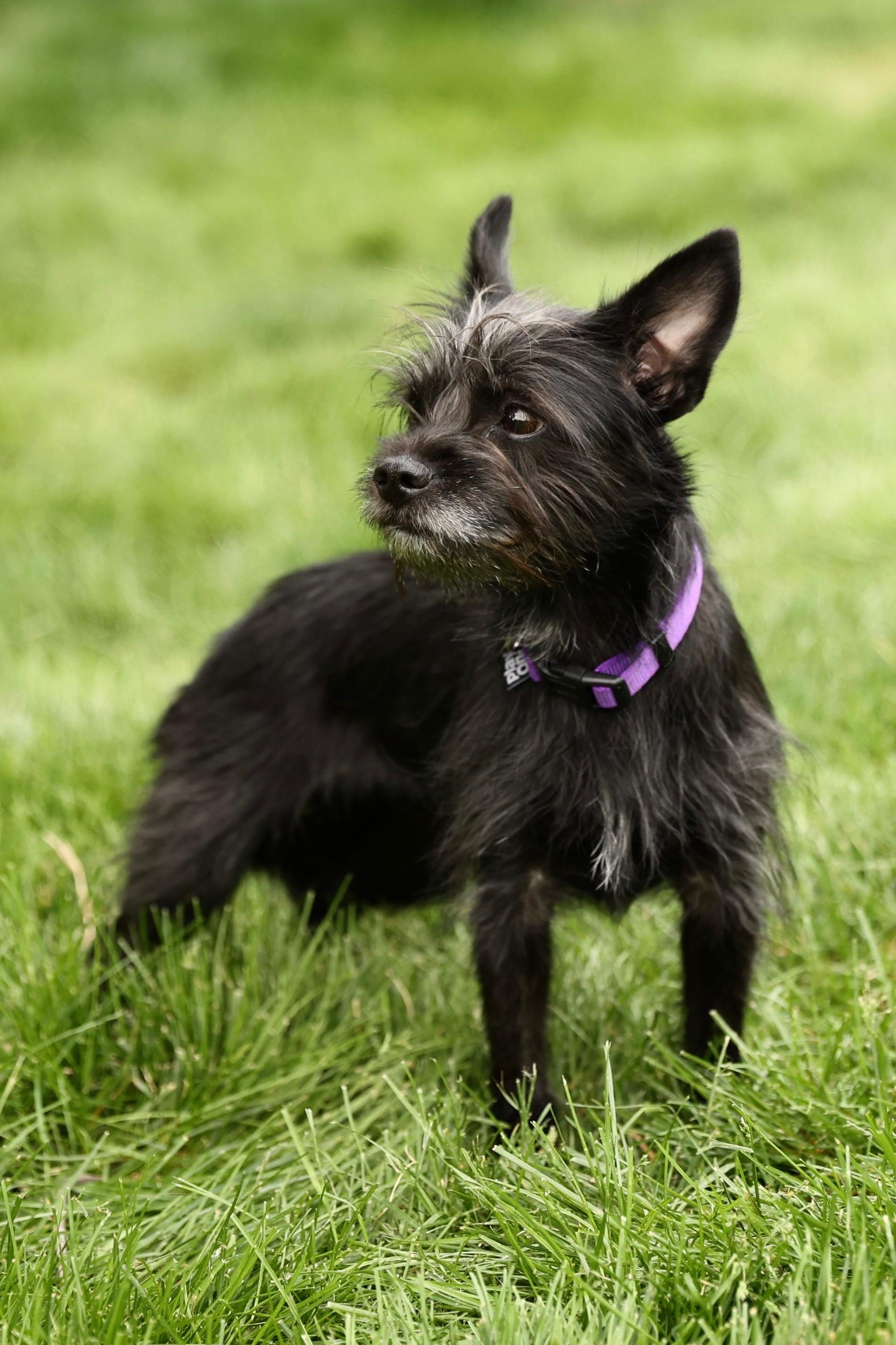 Enlarge Jemma, an adopted mixed breed in Gainesville, VA image 5/6