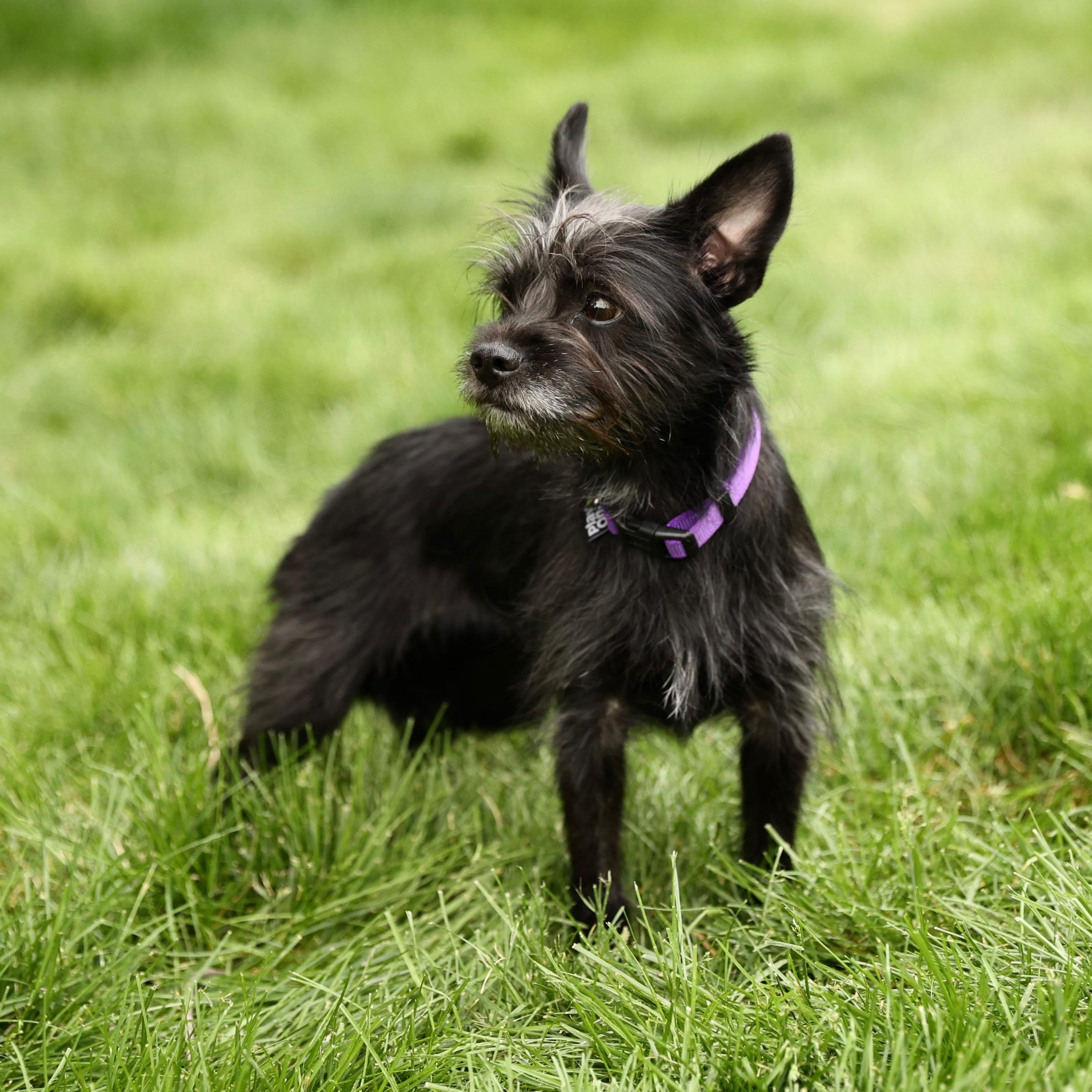 Enlarge Jemma, an adopted mixed breed in Gainesville, VA image 6/6