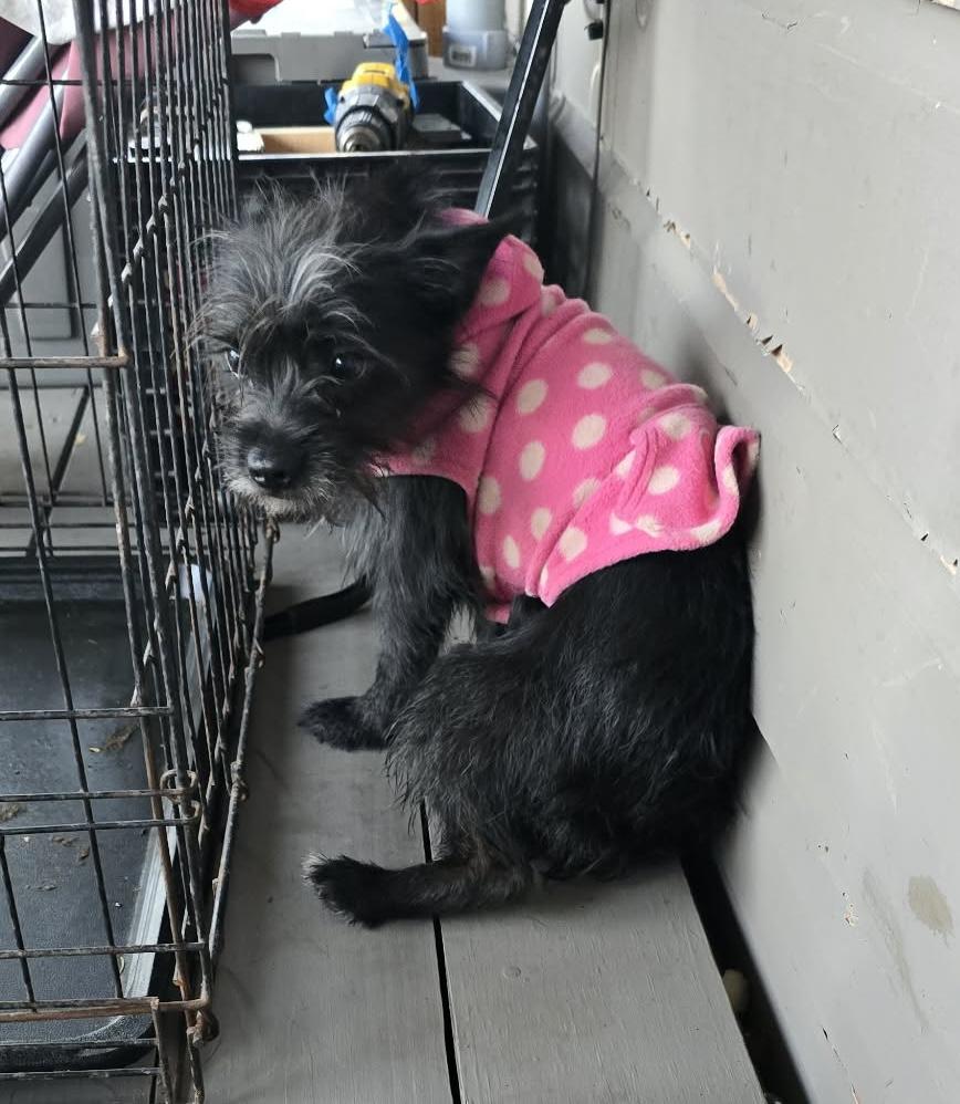 Enlarge Jemma, an adopted mixed breed in Gainesville, VA image 2/6