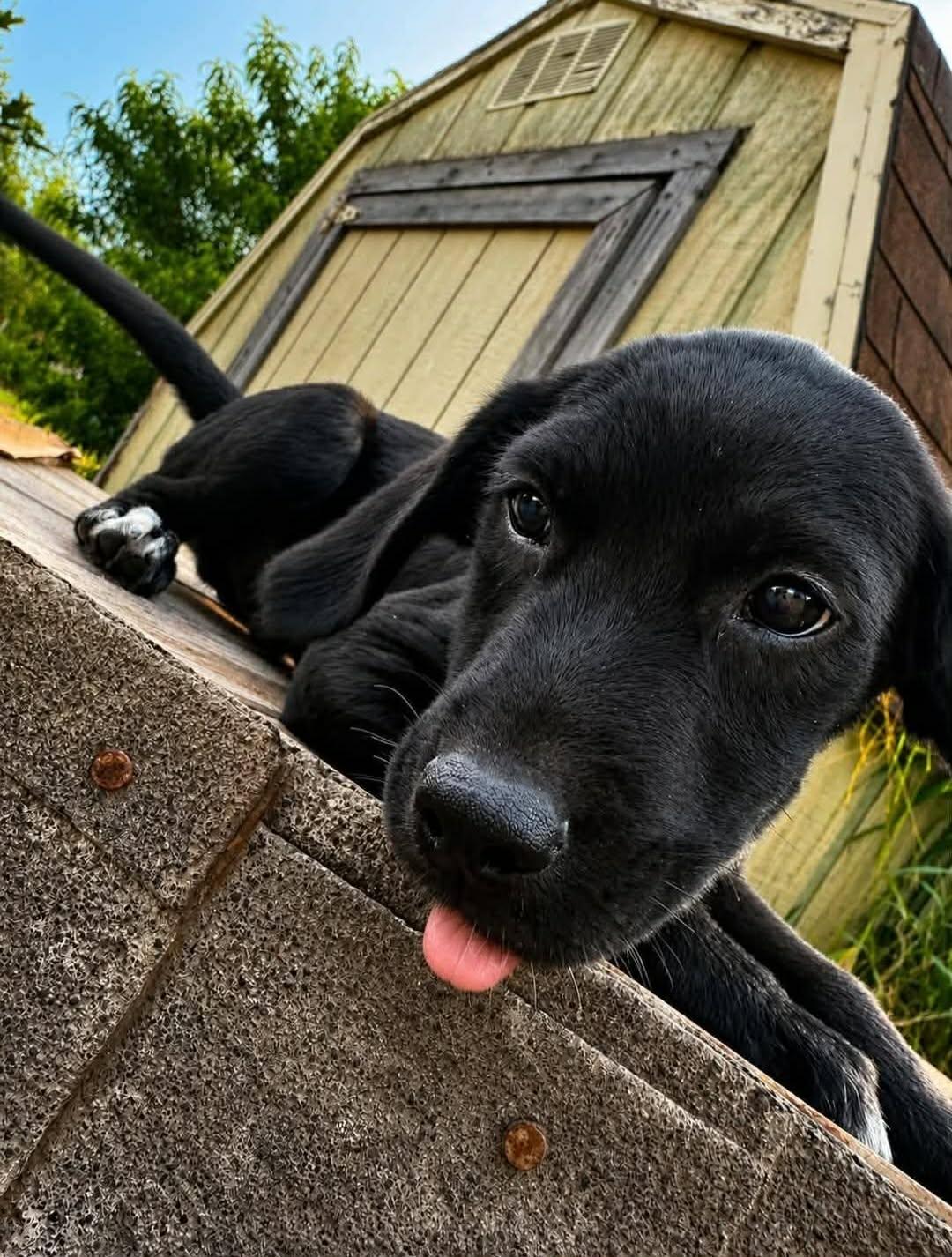 Coal, adopted, Puppy Male Labrador Retriever.