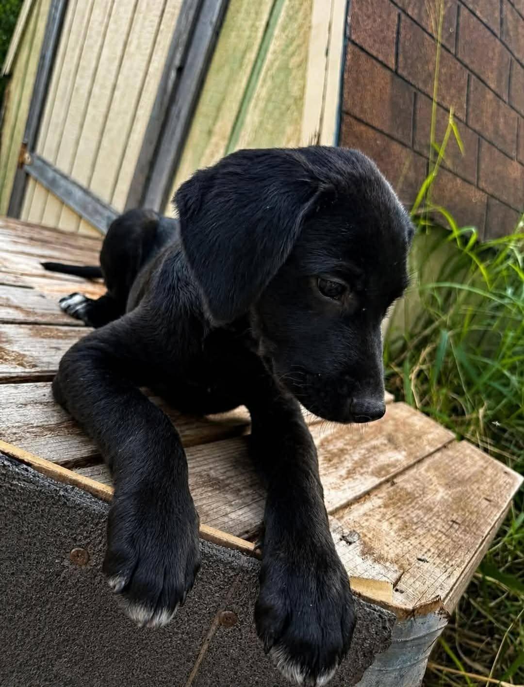 Enlarge Coal, an adopted mixed breed in Elkton, MD image 3/3