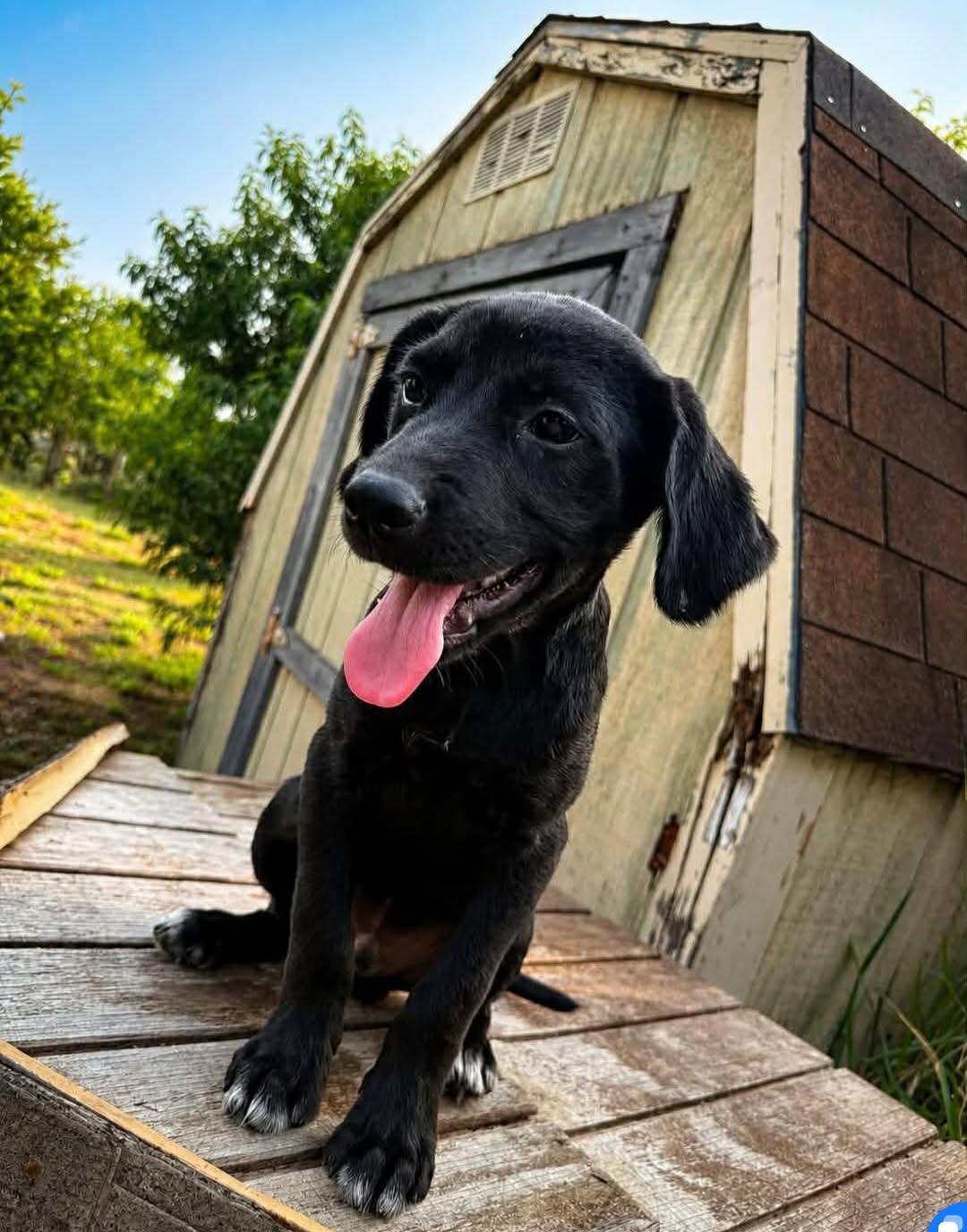 Enlarge Coal, an adopted mixed breed in Elkton, MD image 2/3