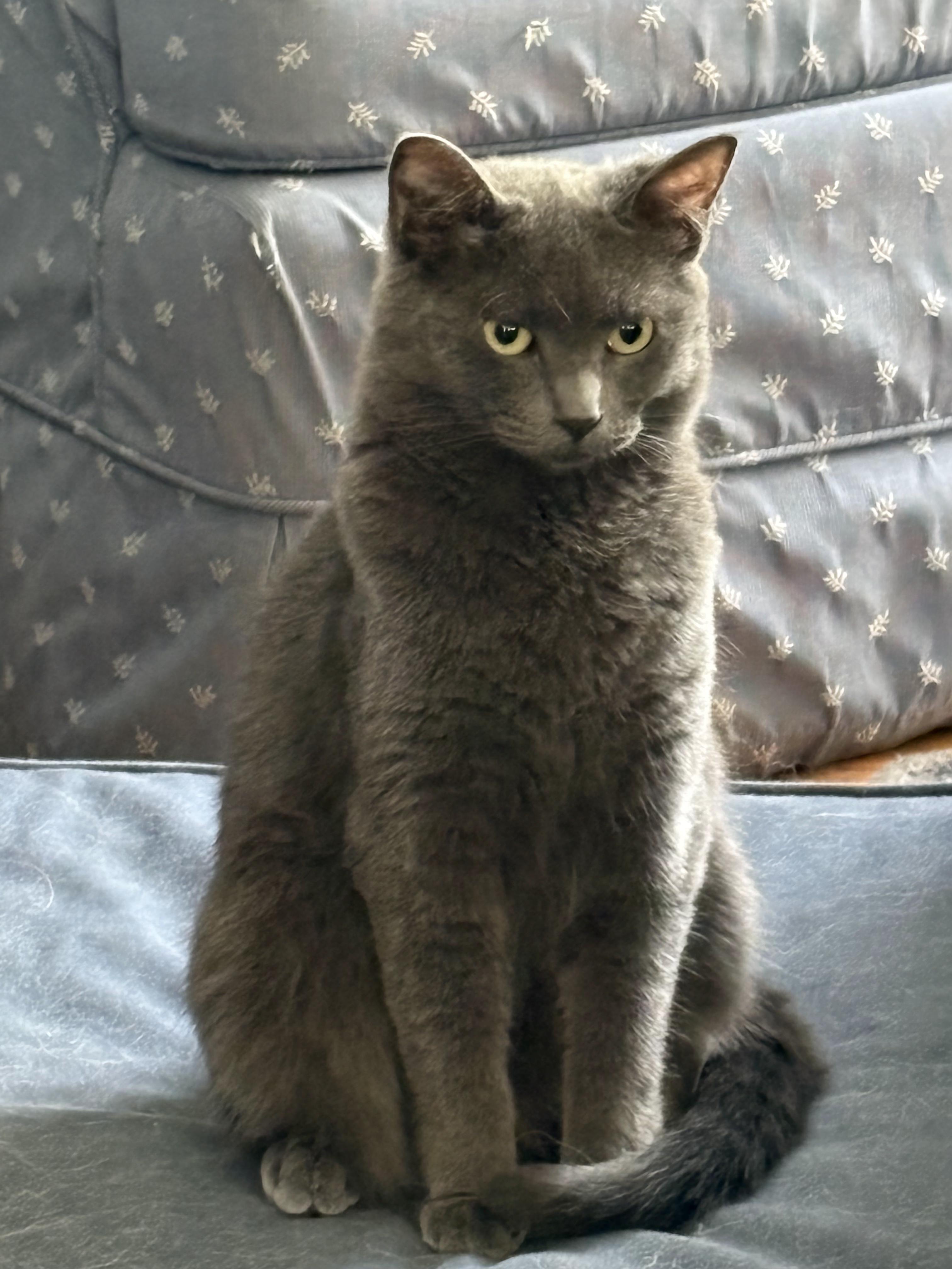 Enlarge Abigail, a Adoptable Domestic Short Hair in Wayne, NJ image 1/3