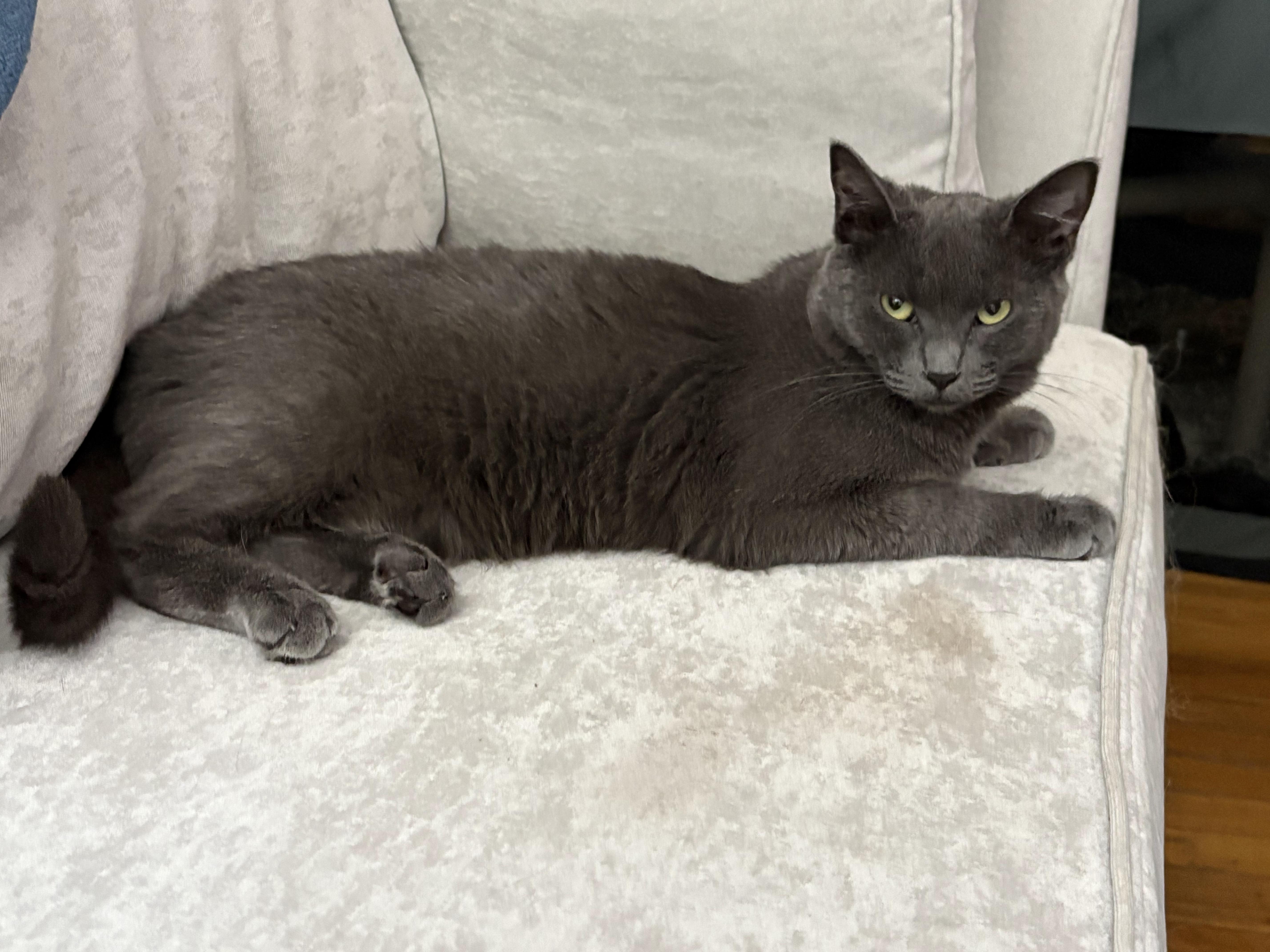 Enlarge Abigail, a Adoptable Domestic Short Hair in Wayne, NJ image 2/3