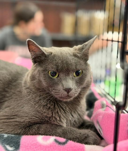 Enlarge Abigail, a Adoptable Domestic Short Hair in Wayne, NJ image 1/4