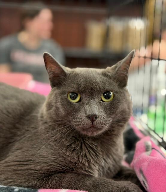 Enlarge Abigail, a Adoptable Domestic Short Hair in Wayne, NJ image 2/4