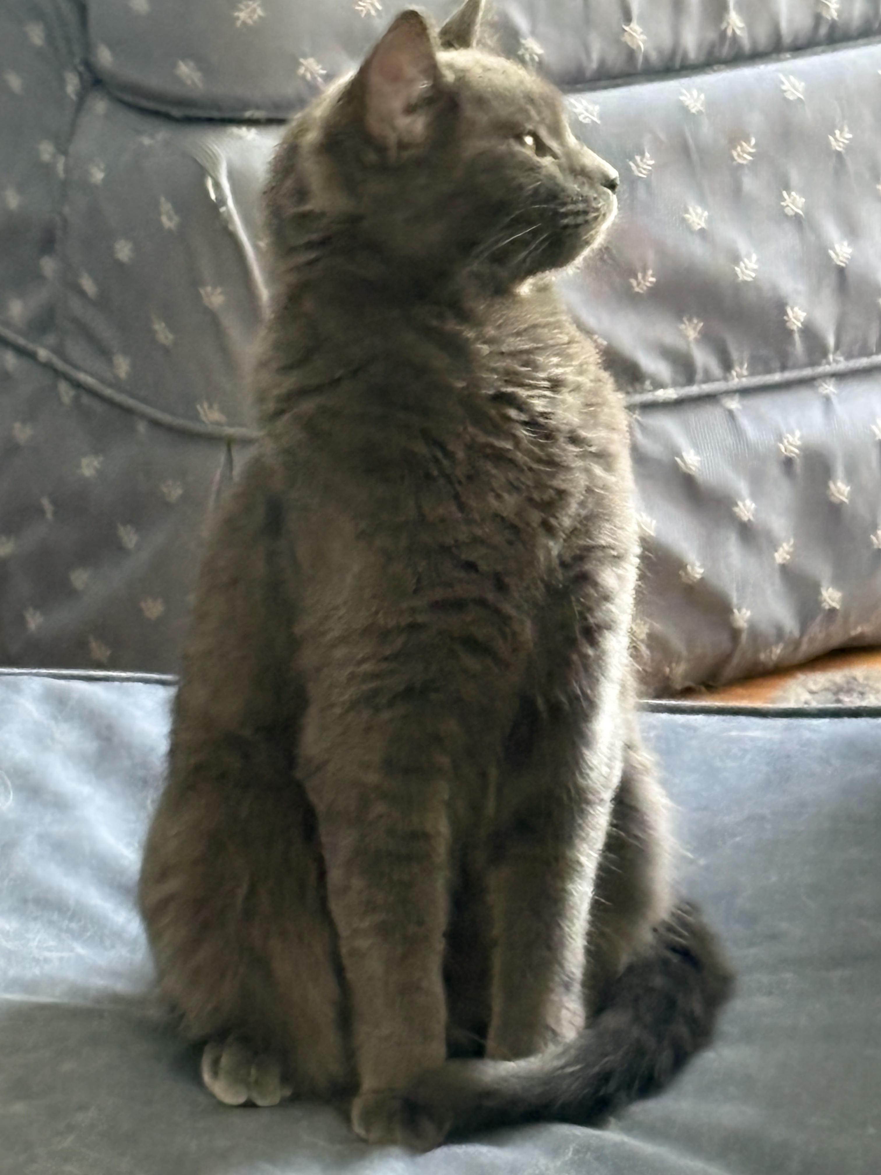 Enlarge Abigail, a Adoptable Domestic Short Hair in Wayne, NJ image 3/3