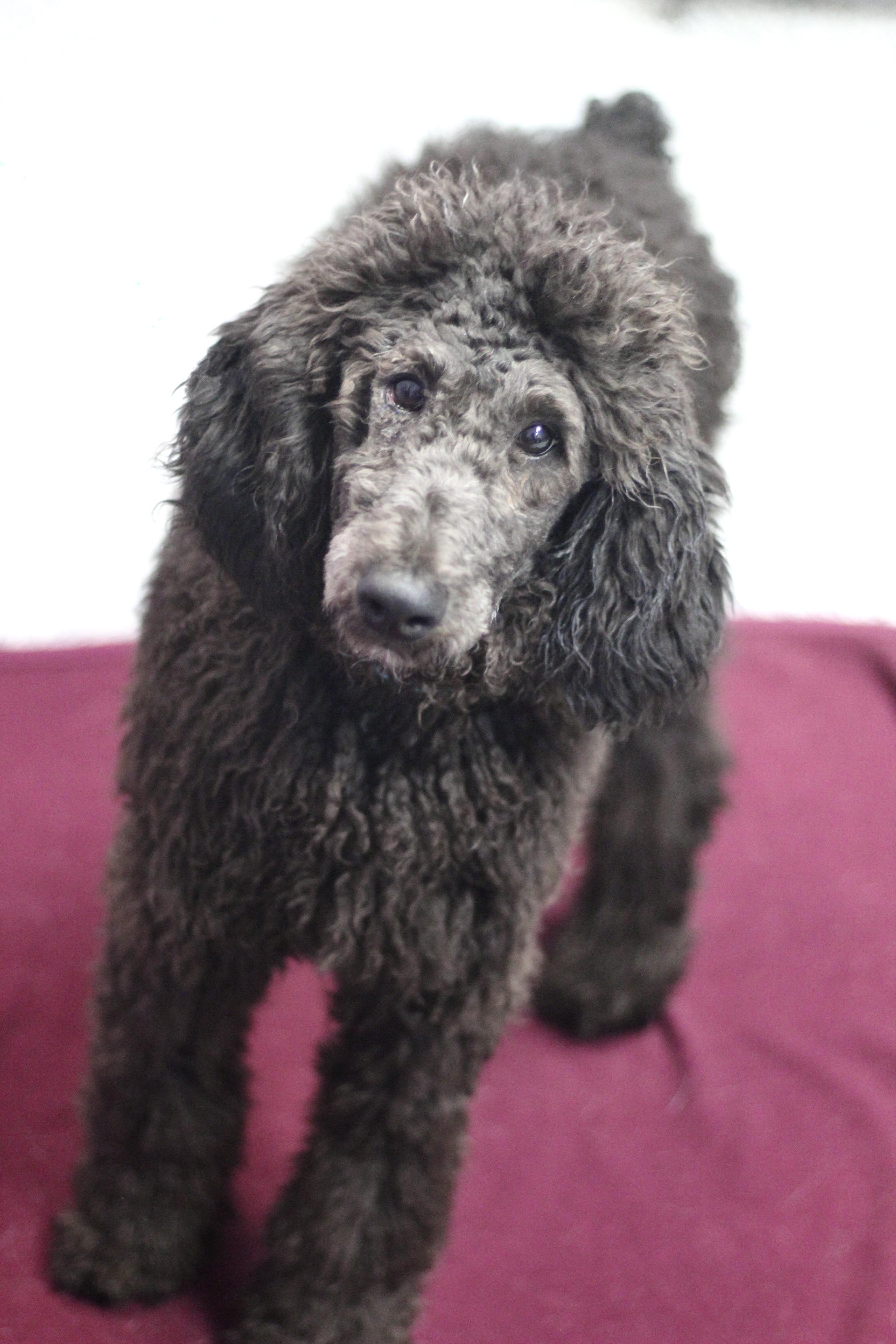 Early Bird in NH! Come Meet our Adoptable Dogs Wednesday-Saturday. More info in Bio! , ADOPTABLE, Young Female Standard Poodle.