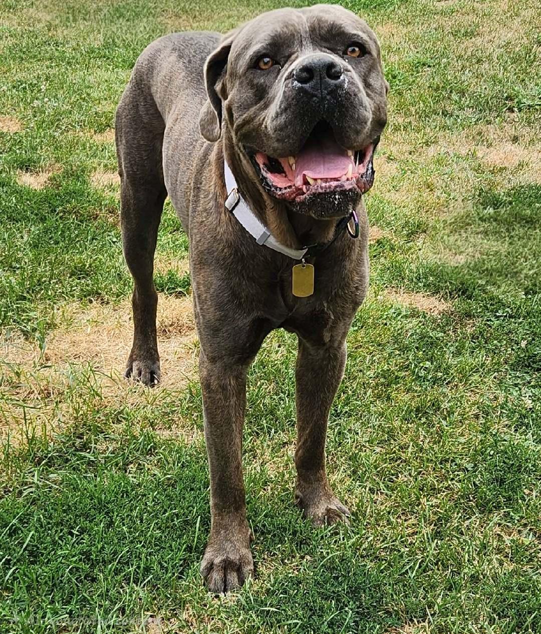 Enlarge Roman, a Adoptable mixed breed in Belleville, MI image 2/3