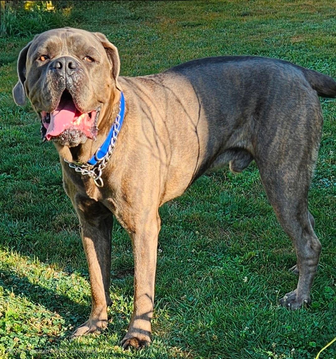 Enlarge Roman, a Adoptable mixed breed in Belleville, MI image 3/3