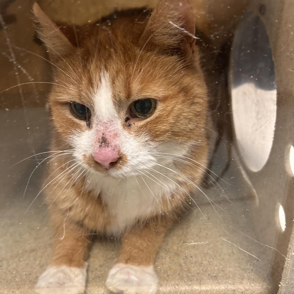 Ozzie, Adoptable, Senior Male Domestic Short Hair.