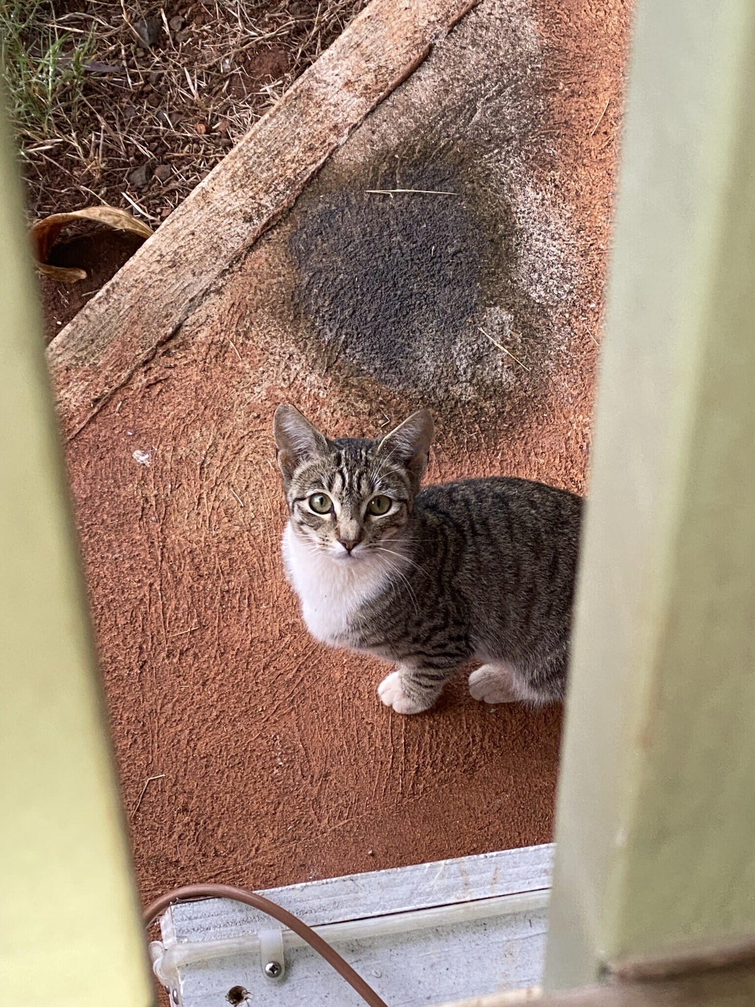 Enlarge Bonkers, a Adoptable Domestic Short Hair in Mililani, HI image 1/10