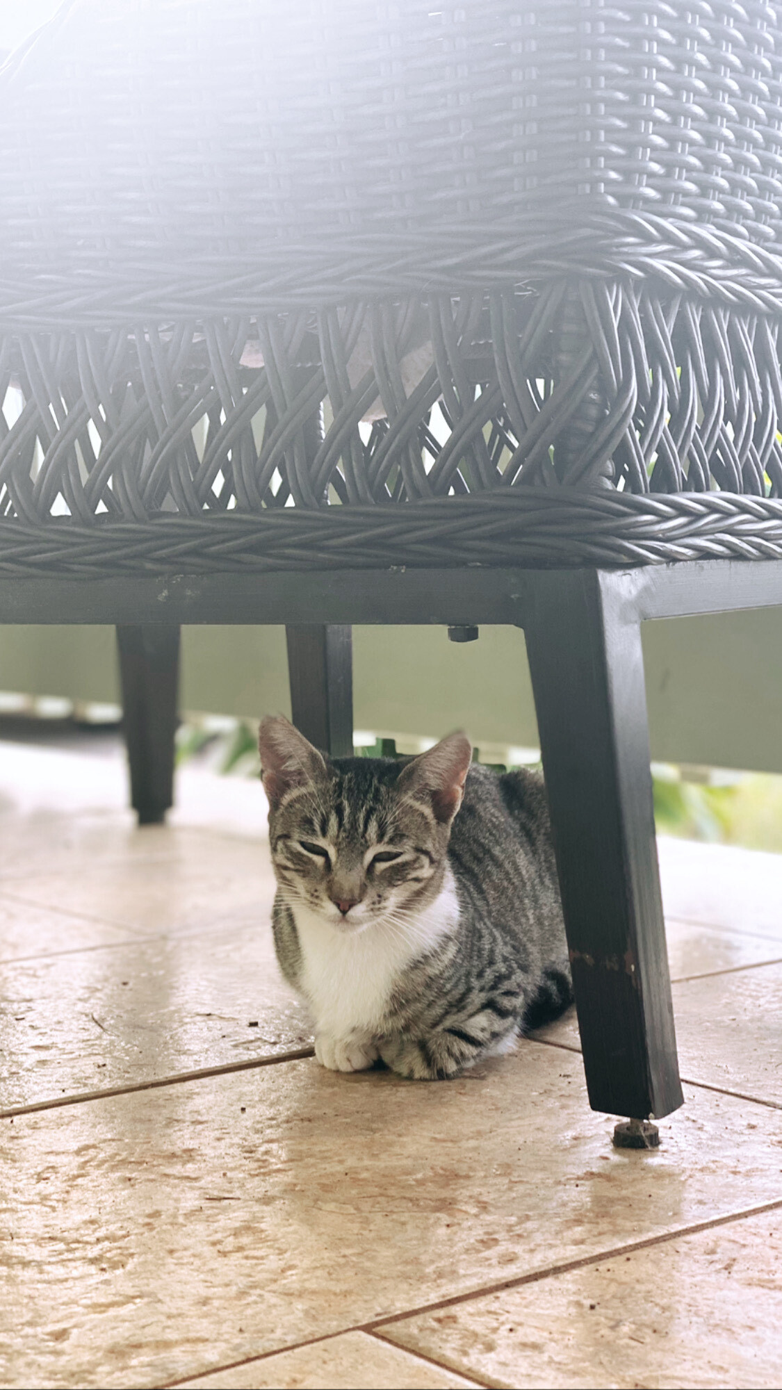 Enlarge Bonkers, a Adoptable Domestic Short Hair in Mililani, HI image 3/10