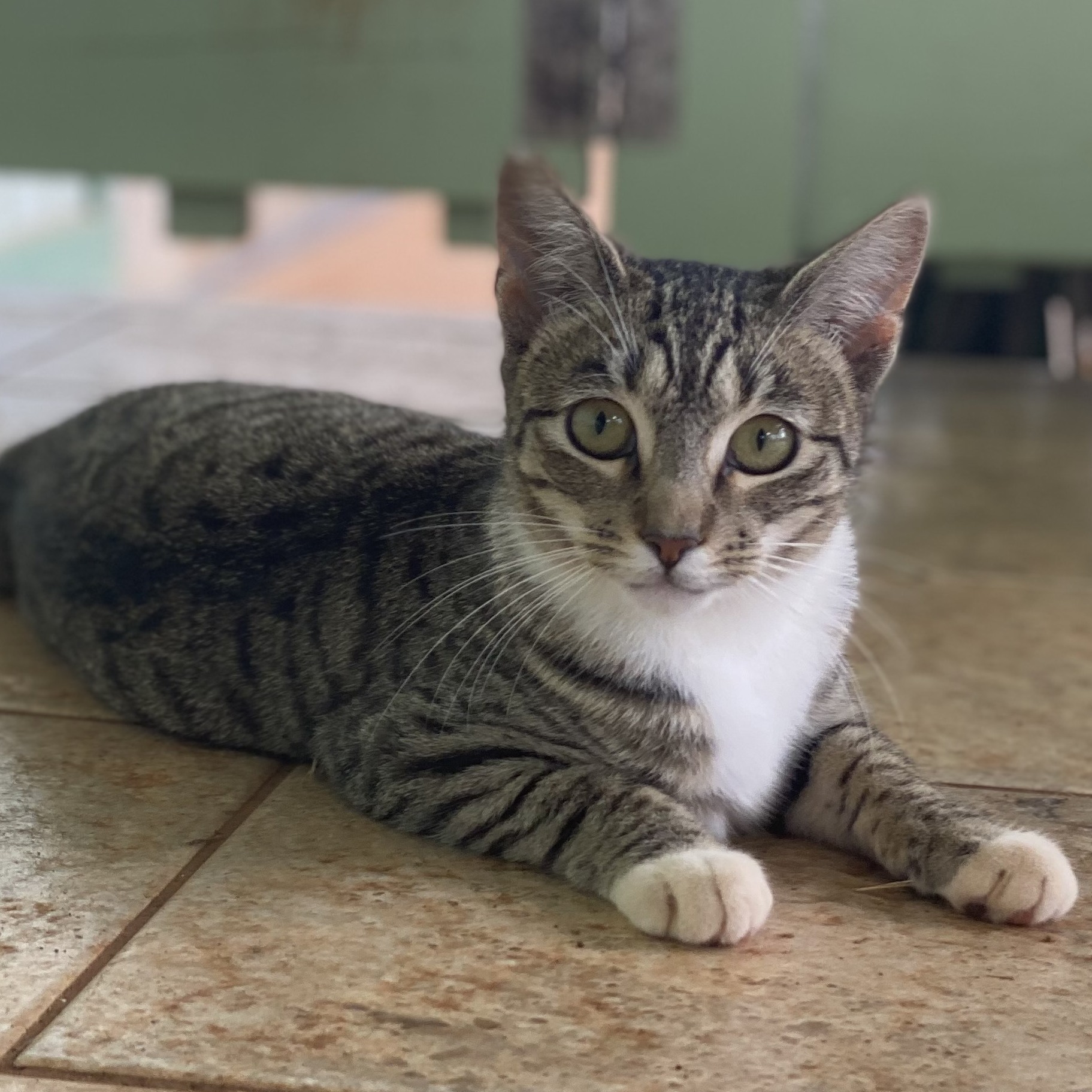 Enlarge Bonkers, a Adoptable Domestic Short Hair in Mililani, HI image 4/10