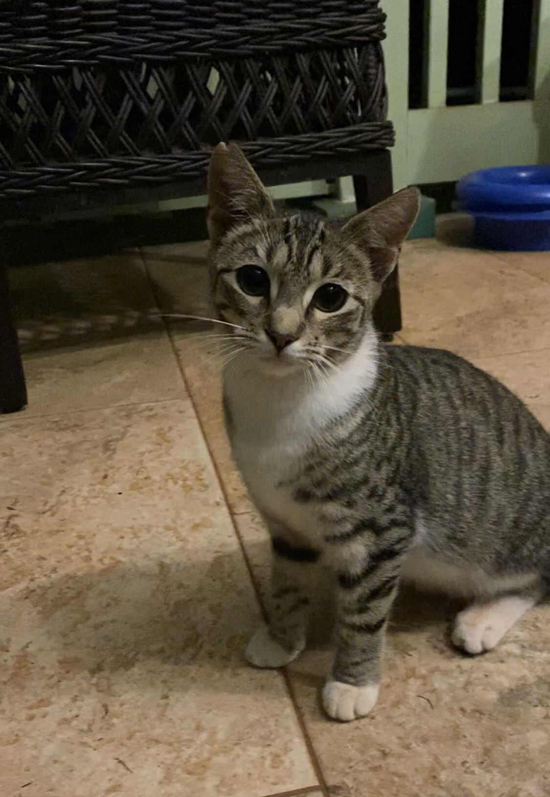 Enlarge Bonkers, a Adoptable Domestic Short Hair in Mililani, HI image 5/10